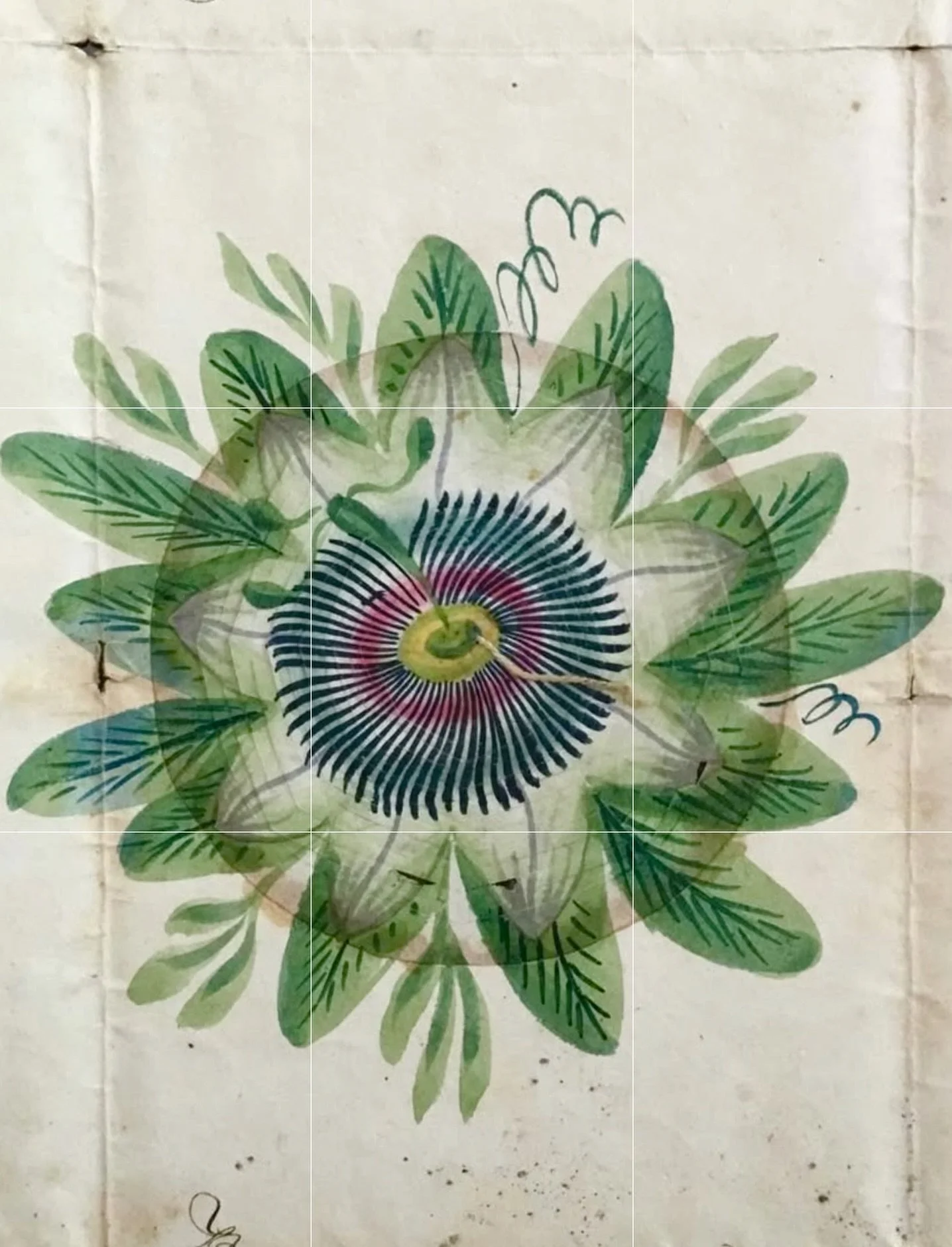 A beautiful antique passion flower illustration to celebrate my birthday! 

RG @leahoconnelldesign 

Passion Flower
John Johnson Collection, Bodleian Library

#vintageflower #floraldesign #passionflower #floralpattern #vintagefloraldesign