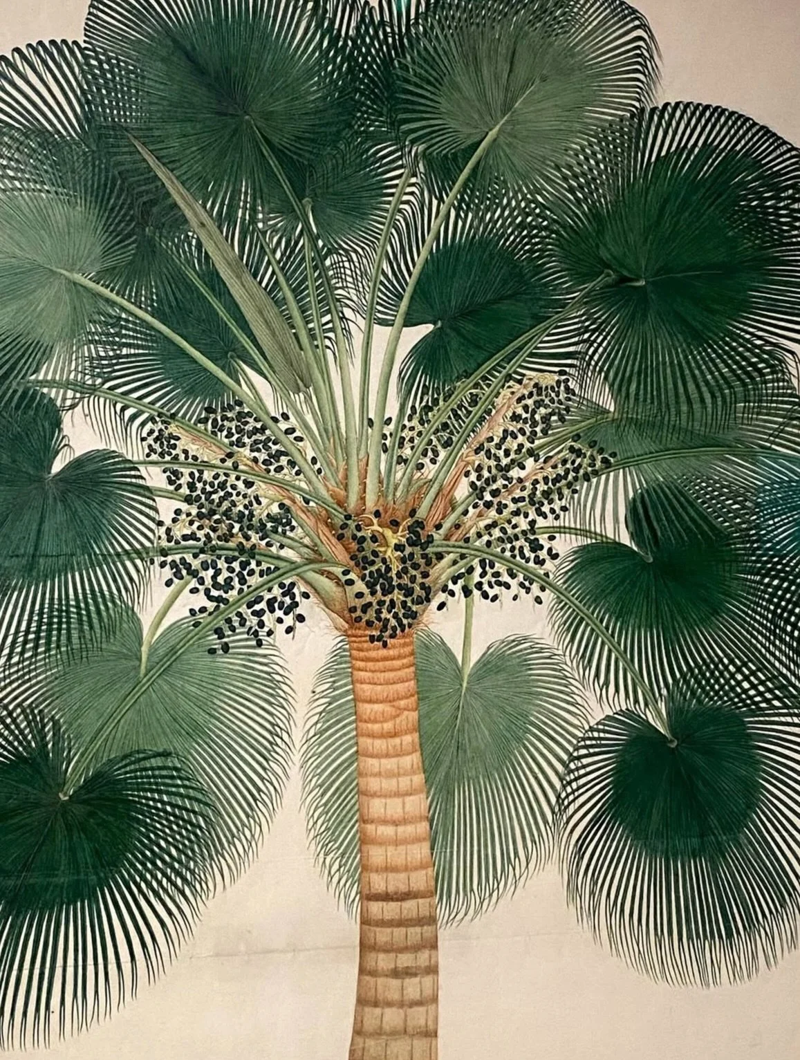 At utterly superb antique botanical drawing which is currently being exhibited at Kew Gardens.
&lsquo;Flora Indica : Rediscovering the lost histories of Indian botanical art&rsquo; - 52 rediscovered botanical illustrations by Indian artists commissio