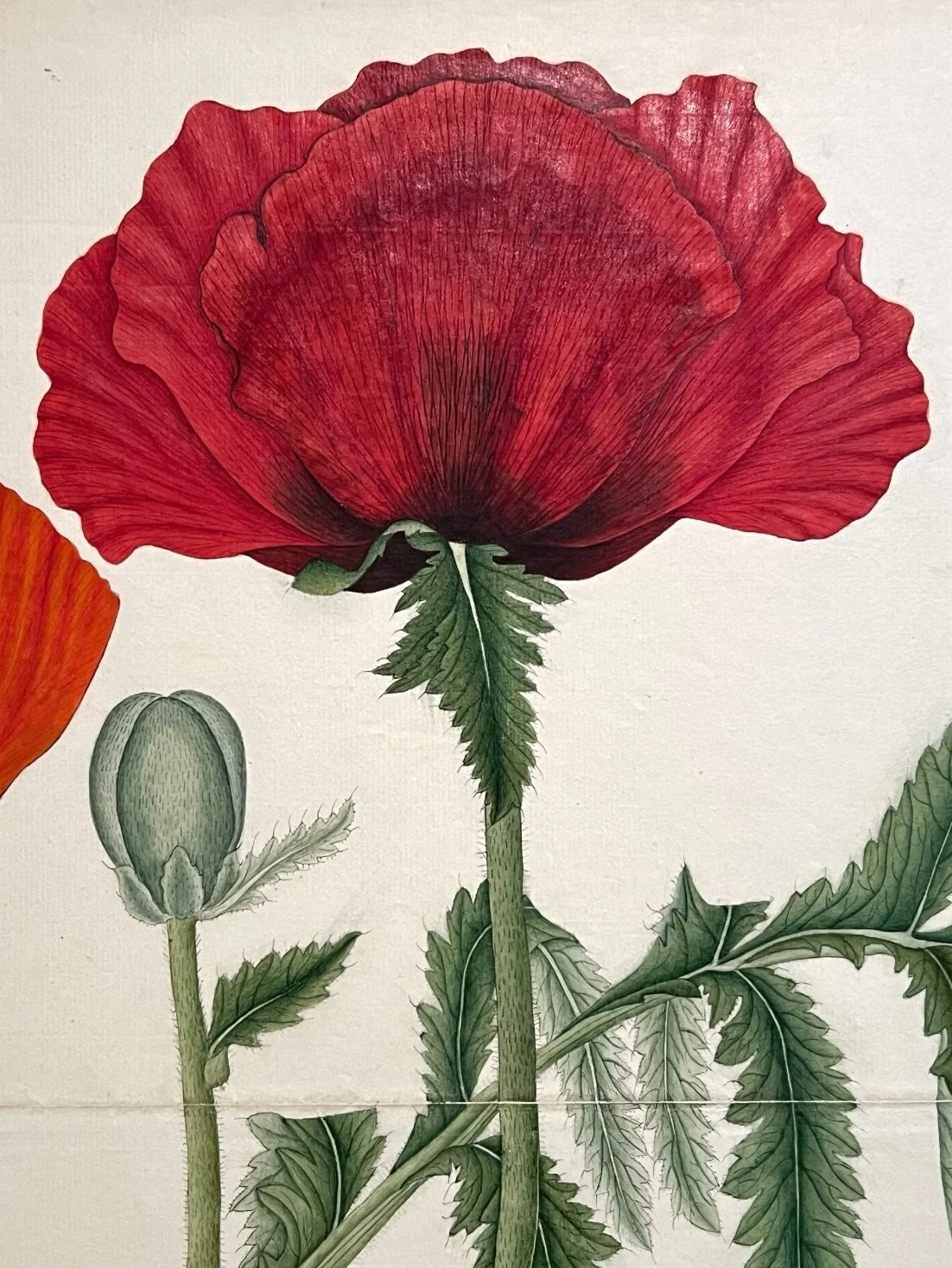 So wonderful to see the antique botanical drawing exhibition &lsquo;Flora Indica&rsquo; at Kew Gardens.
52 rediscovered botanical illustrations by Indian artists which were commissioned by British botanists between 1790 - 1850.
A perfect Mother&rsquo