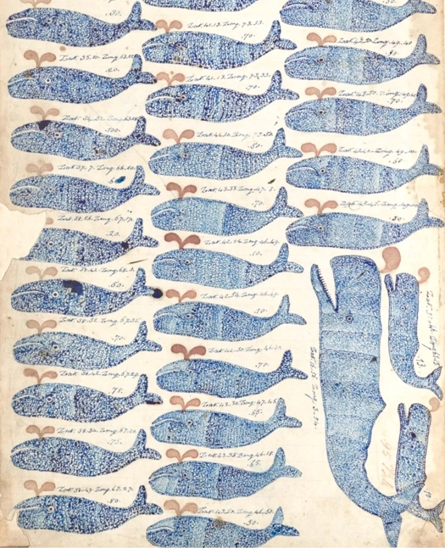 Back to the studio after an utterly magical holiday on the sea, snorkelling with fish and looking for beautiful seashells&hellip; 

Love these careful, intricately-patterned drawings of whales, accompanied by the co-ordinates of where they were spott