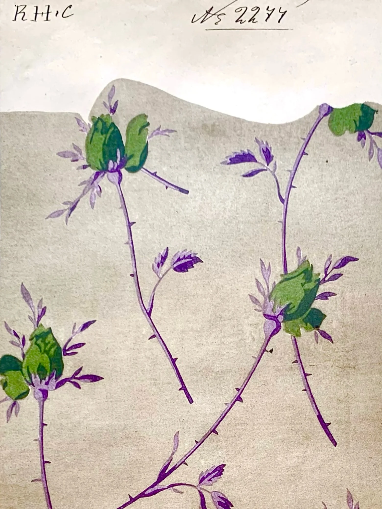 Original antique French printed textile design with green roses.

#antiquetextiledesign #printedtextiledesign #rosepattern #frenchtextiledesign #sophieroet