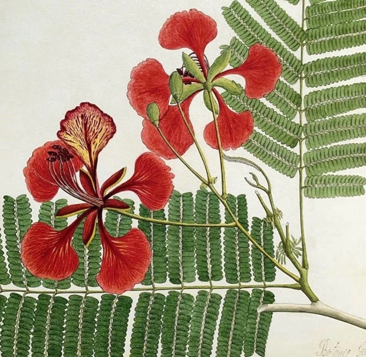 One of the beautiful artworks by an unknown Indo-Portuguese artists, dated 1848, which was exhibited at &lsquo;The Forgotten Masters&rsquo; exhibition at the Wallace Collection.

#botanicaldrawing #flowerinspiration #flowerpattern #antiquebotanicals 