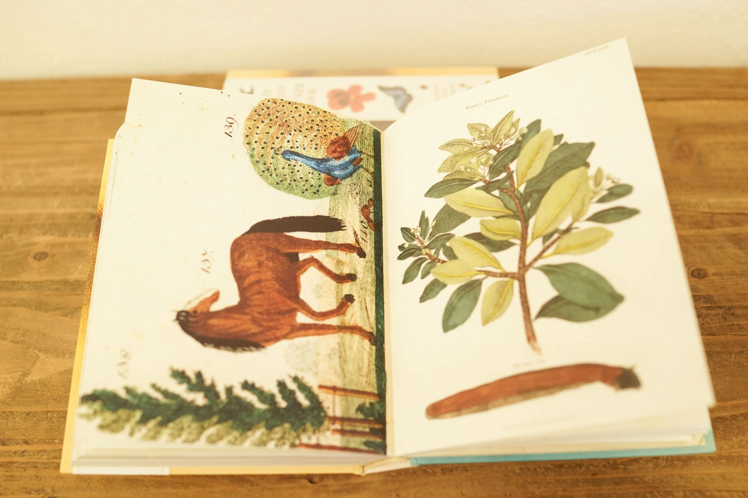 洋書ジョン・デリアン(JOHN DERIAN) STICKER BOOK John Derian Sticker 