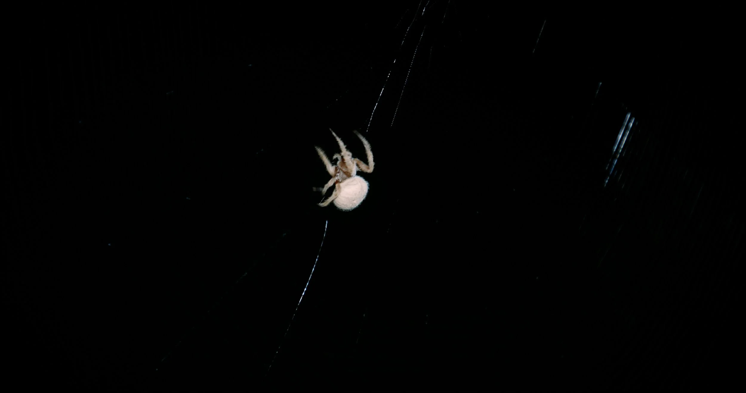 Visitor Still 9.jpg