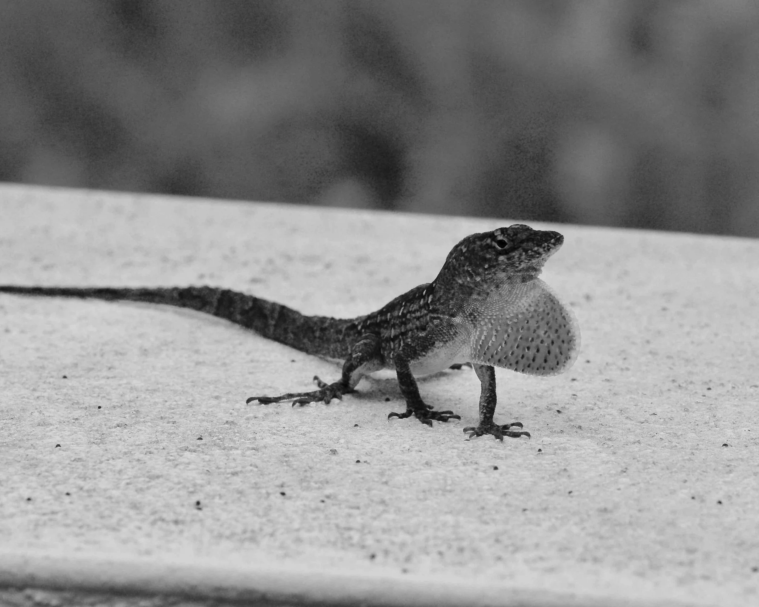 Projects - 2020-04-26 - anole lizard.jpg