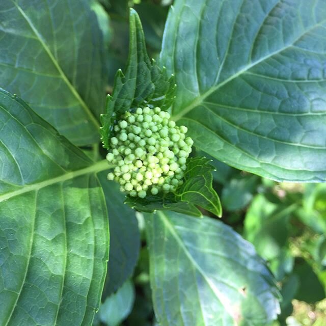 Coming soon... hydrangea season!! #grow #create #inspire