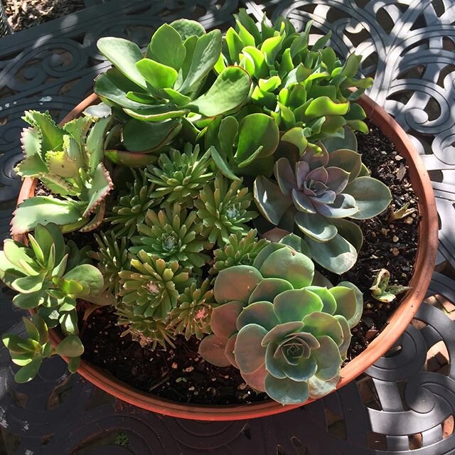 This is one thing about working from home during a pandemic that doesn&rsquo;t suck... succulents! We&rsquo;re enjoying watching these big guys take over this Italian terra-cotta pot. Look for the beauty! #grow #create #inspire