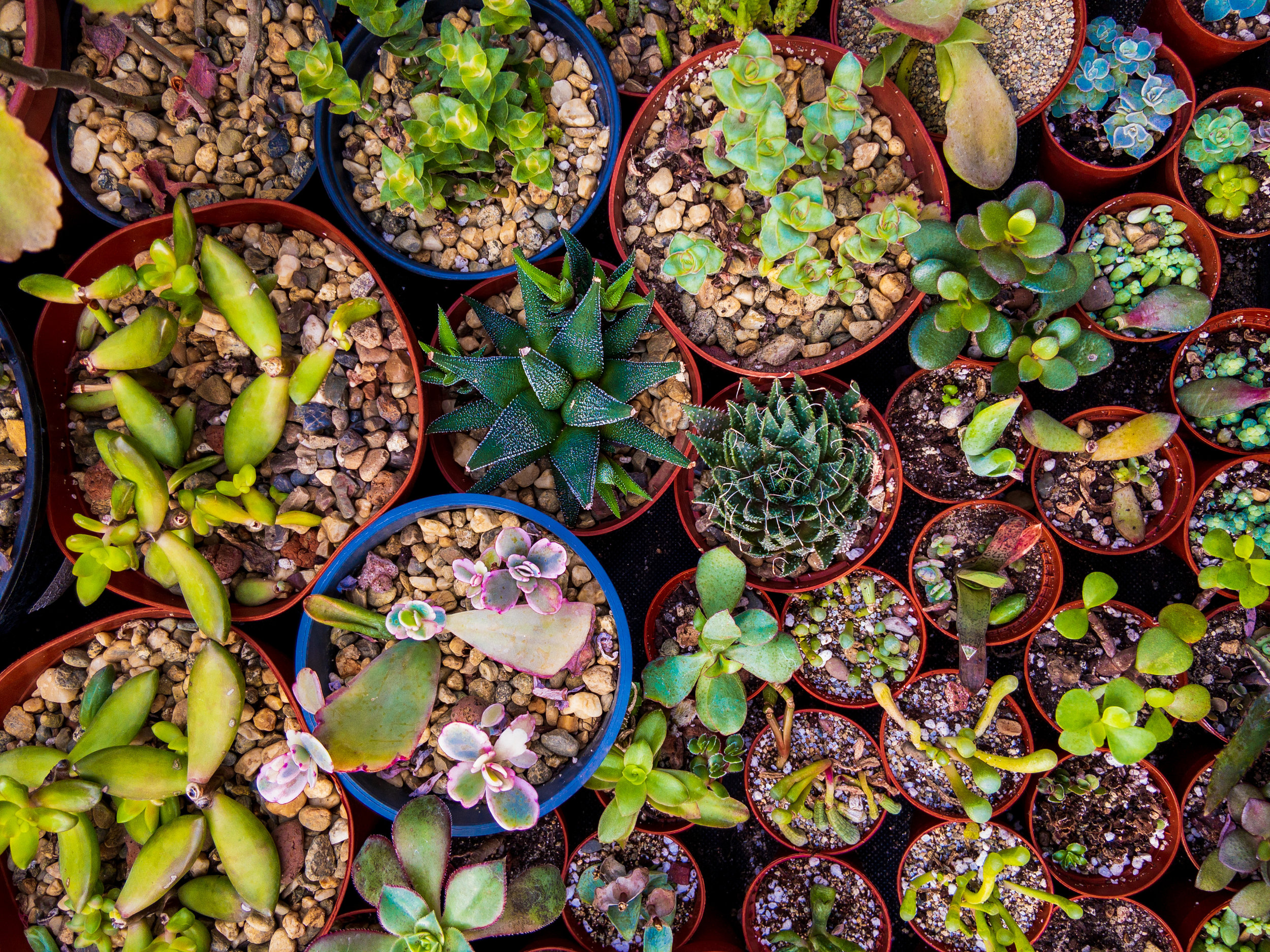 Tips For Landscaping Like A Pro