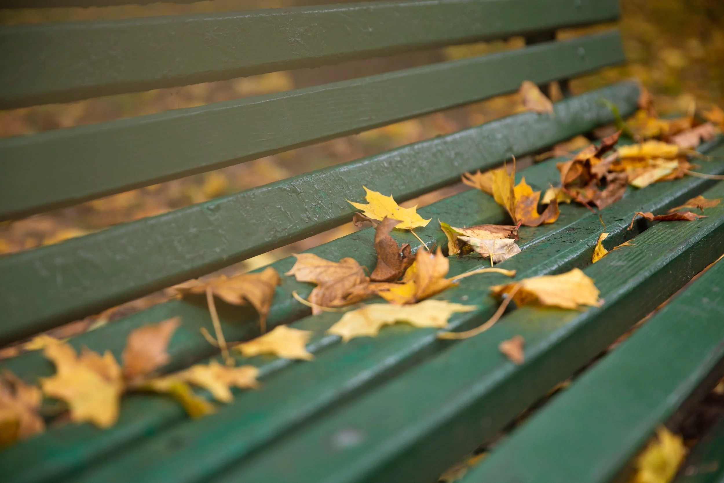 The Bench, A Journey to Personal Purpose