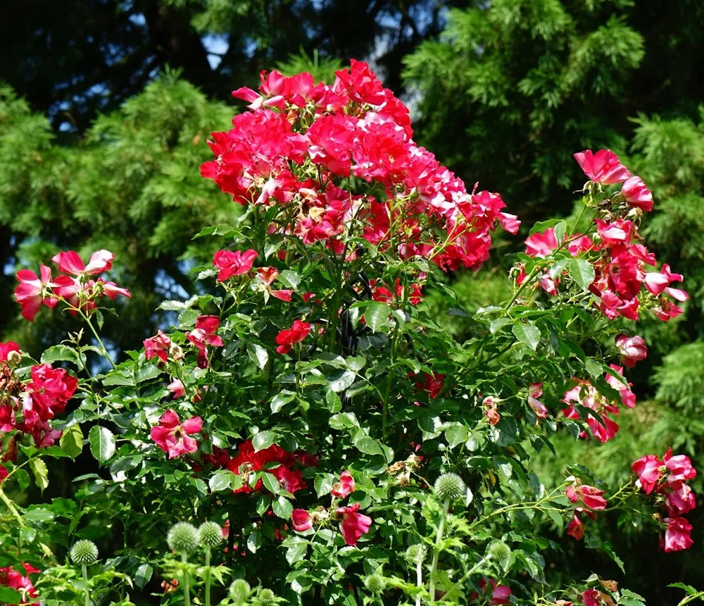 Karen LeFrak — Verdure