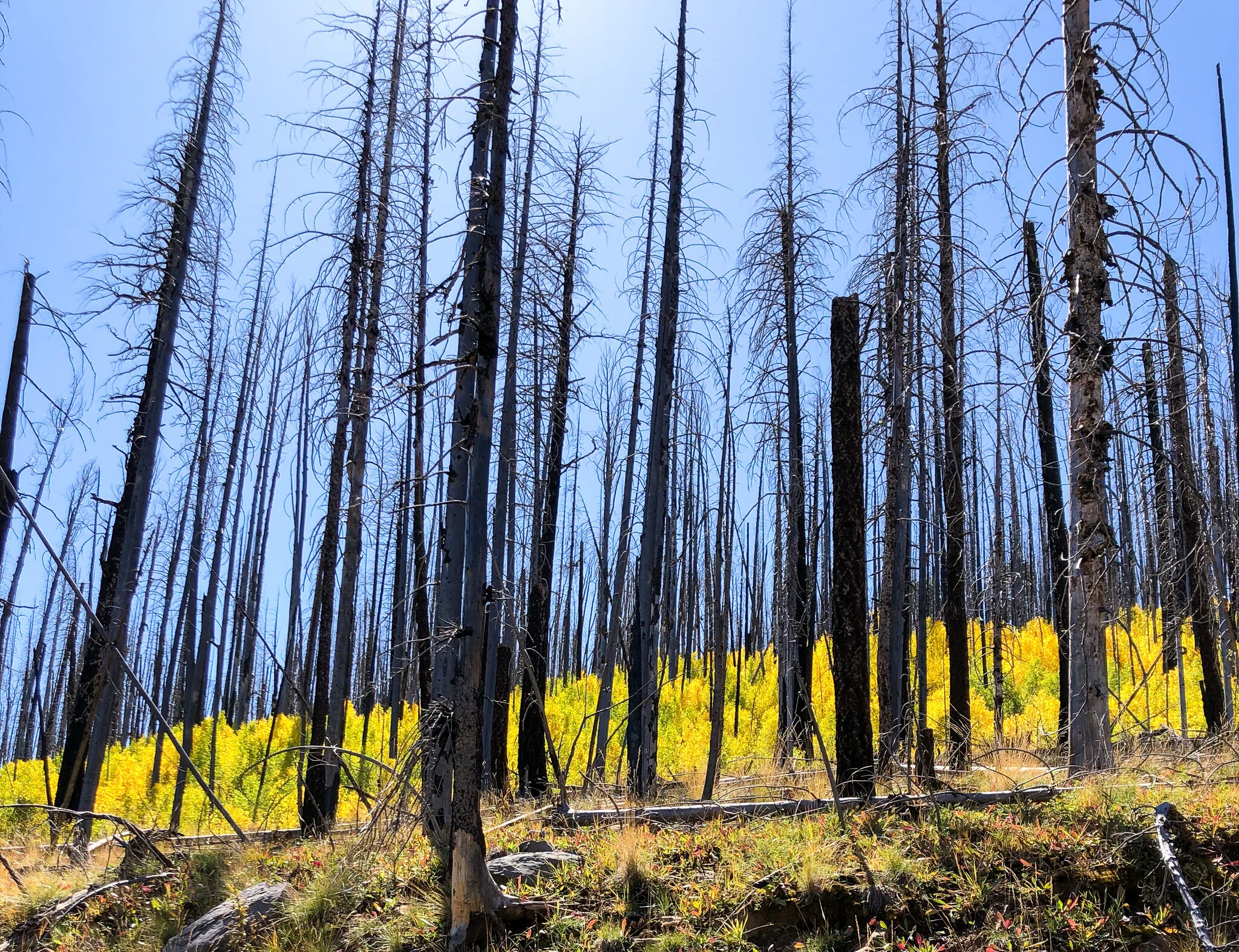 Beauty From Ashes...Literally