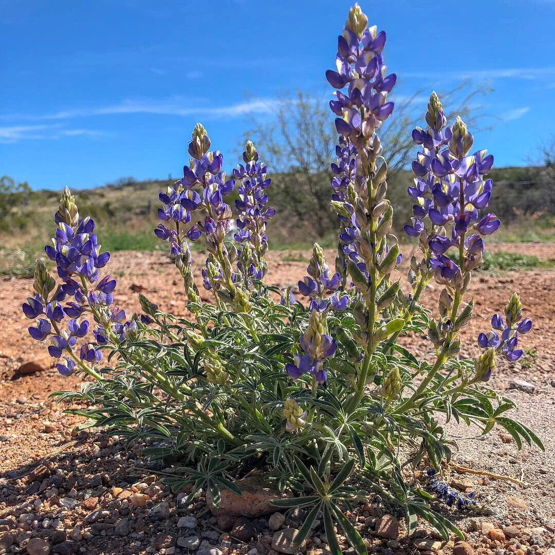 Blooming Where You're Planted