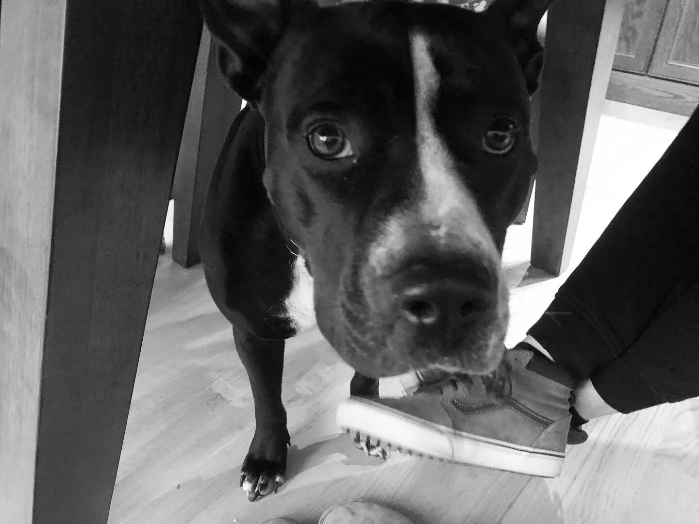 It&rsquo;s still Kathryn! (Remember&hellip;I TOOK OVER)

We have discovered the incredible benefit of rehearsal pets! ⚜️Deleigh⚜️ loves to keep us on task. 

#instagramtakeover #fofmissedconnections #rehearsal #dctheatre #pitbullsofinstagram