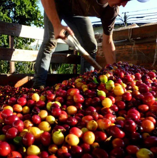San Diego Natural Coffee.jpg