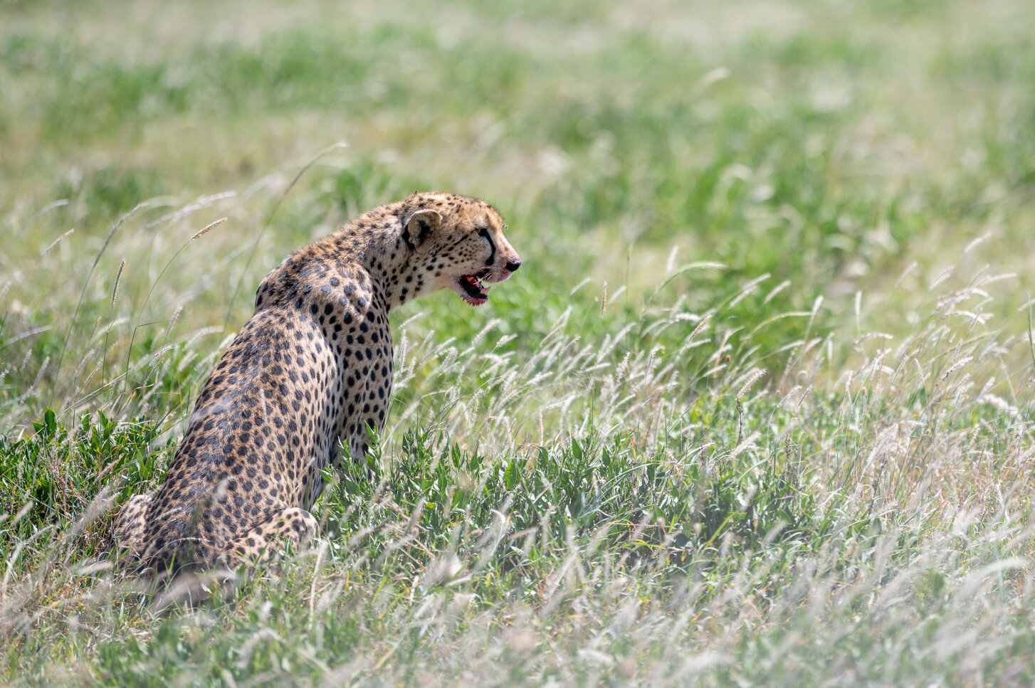 f7543-cheetah1.jpg