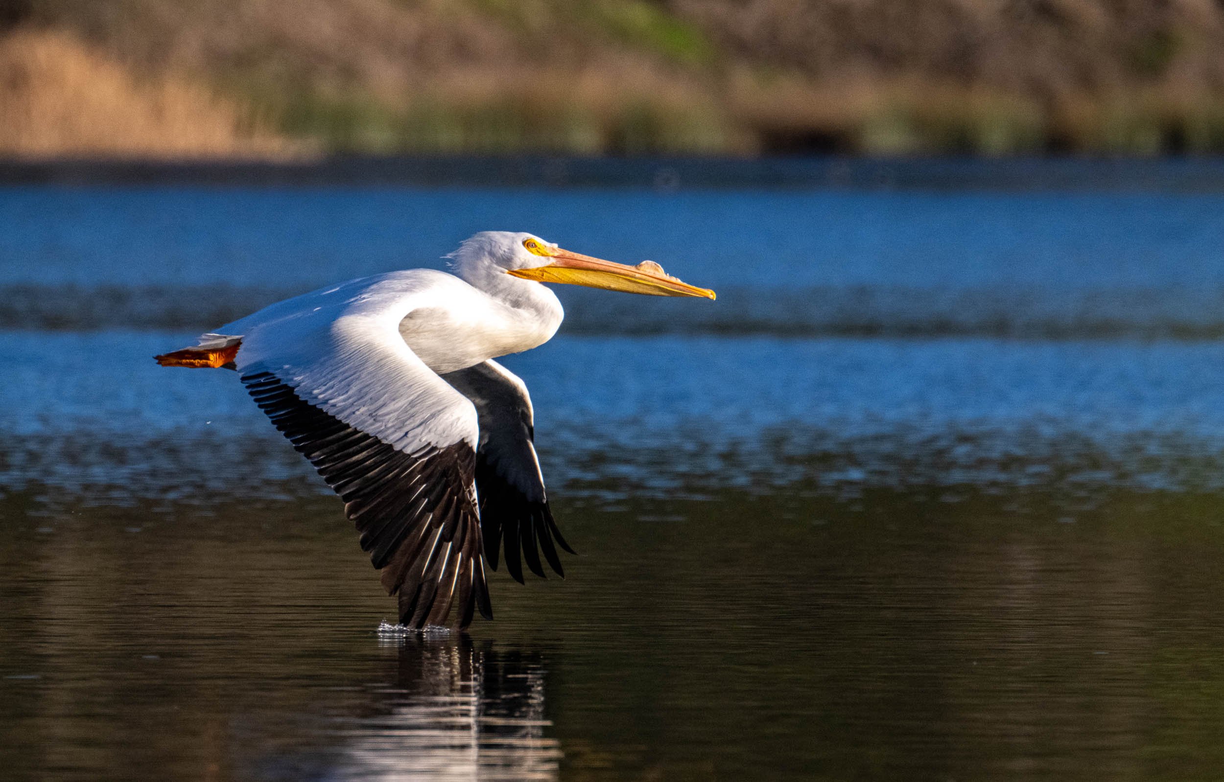 Nikon Z9 for Wildlife Photography - Initial Field Review — Oxbow Photography