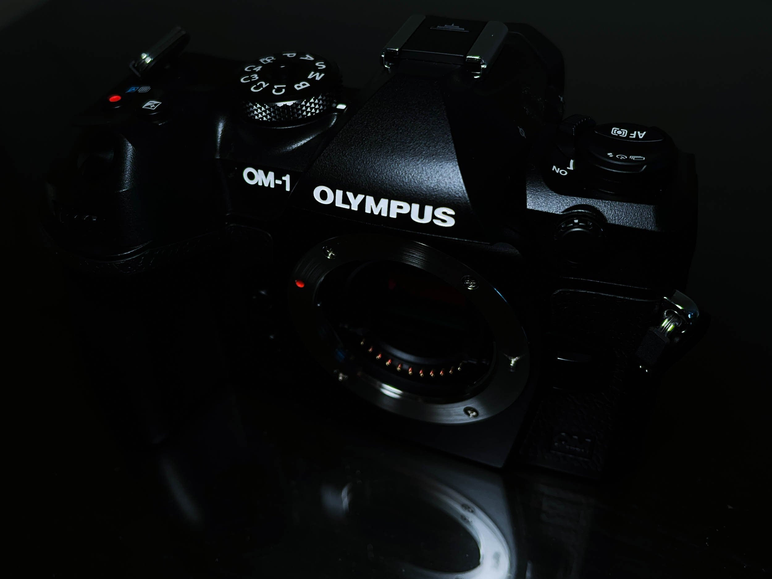 OM Systems Olympus OM-1 for Wildlife - First Impressions Review — Oxbow  Photography