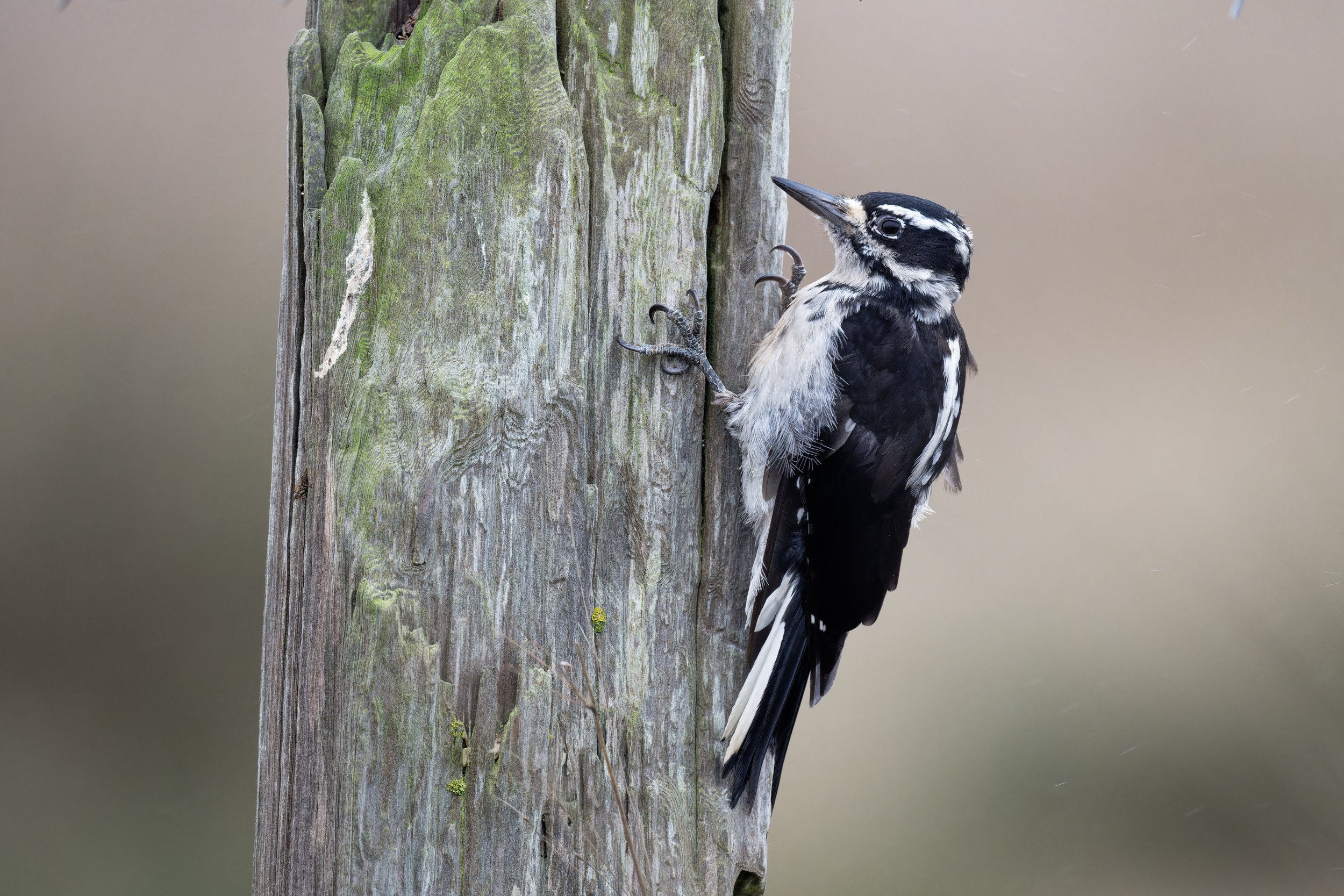 Sony A7RV and FE 200-600 F5.6-6.3 G OSS Lens Review - For the Wildlife  Shooter — Oxbow Photography