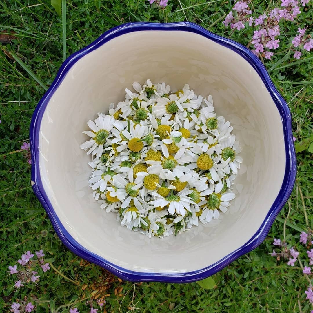 The super plant in my Backyard Harvest this year? Definitely german chamomile (Chamomilla recutita). This medicinal herb grew fast and furious, taking over a significant chunk of our herb spiral. I harvested it at least 10 times, and now have a winte