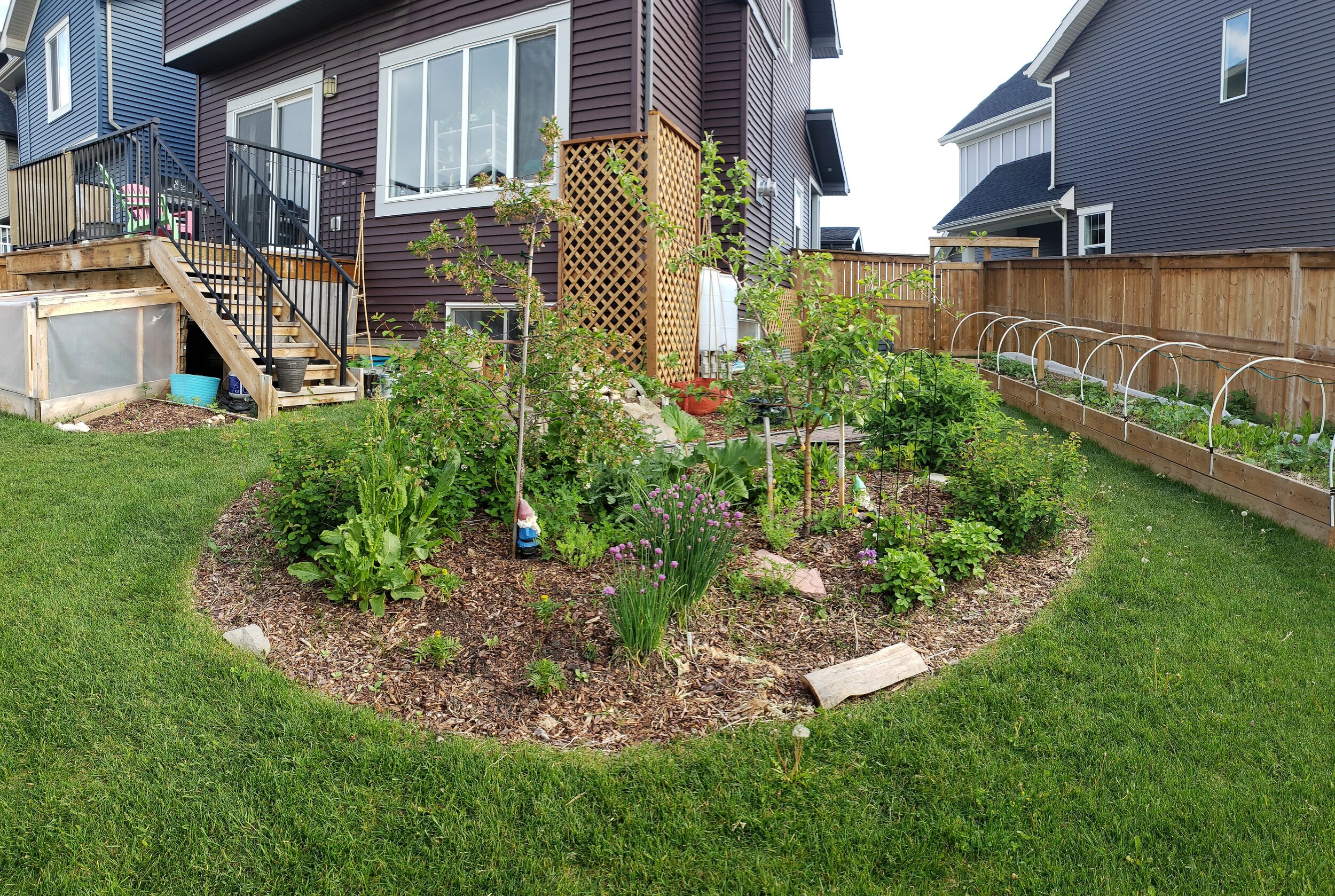A food forest, filled with fruit trees, berries, herbs, and edible flowers. 