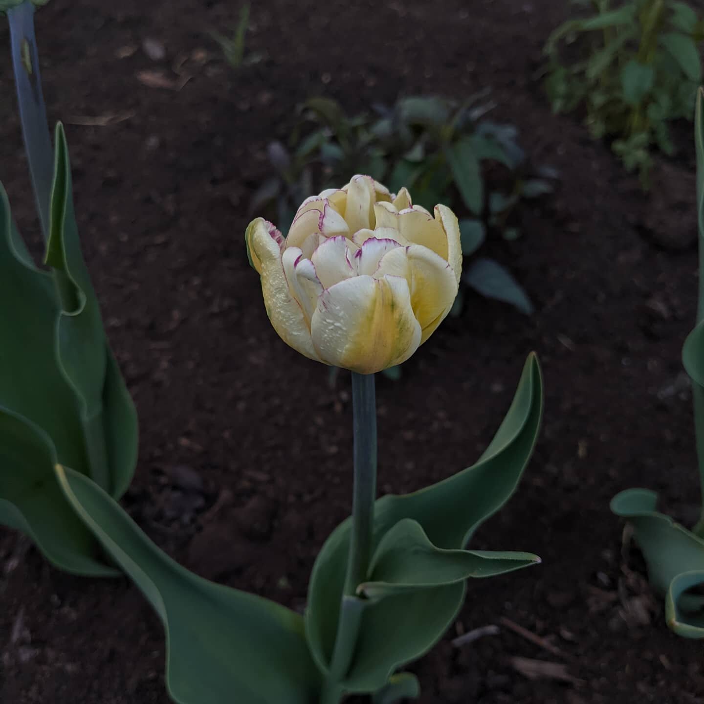 A glorious day in the garden, punctuated perfectly with the blooming of my first ever tulip. How beautiful is the cream &amp; butter colour with just a hint of pink on the edges??
.
#growyourown #tulipseason #fallbulbs #firstbloom #backyardharvestpro