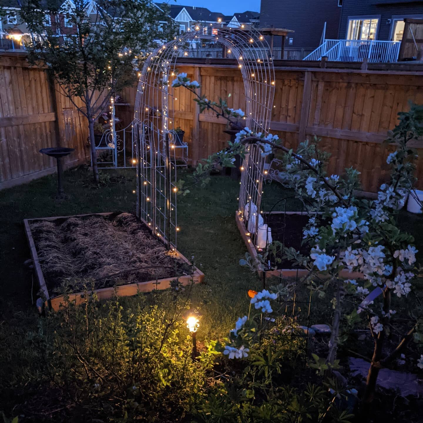 Warm and calm, a real treat up here on the ridge. Our whole family spilled into the garden tonight to admire the new tunnel that leads to the fairy garden. The kids loved it so much we got 20 (!) genuine minutes of teenager conversation.

For us, the