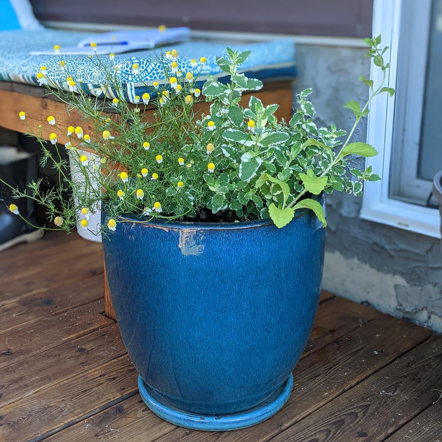 My 'teapot'. This planter has the perfect tea trip of chamomile, pineapple mint &amp; stevia.
.
In the summer I make fresh tea often - just pick the leaves, wash &amp; brew ( I use a bodum). One leaf of stevia adds plenty of sweetness.
.
Right now I'