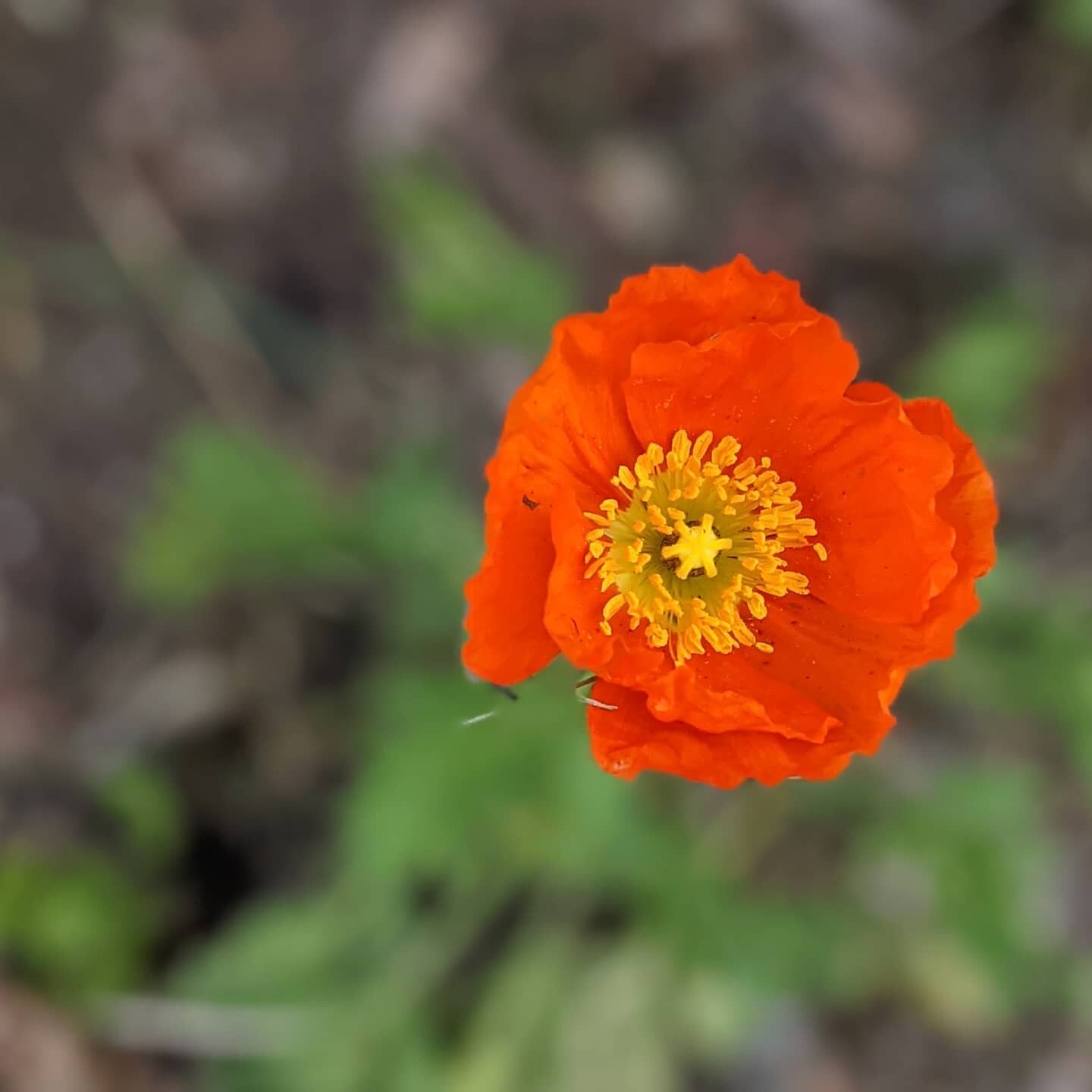 I try to keep.this account gardening only...which isn't in line with my values, and a touch cowardly and lazy.
.
Today is a day of remembrance. A day to put away my relationship with being Canadian,  and focus the lens and my reflections on the past 