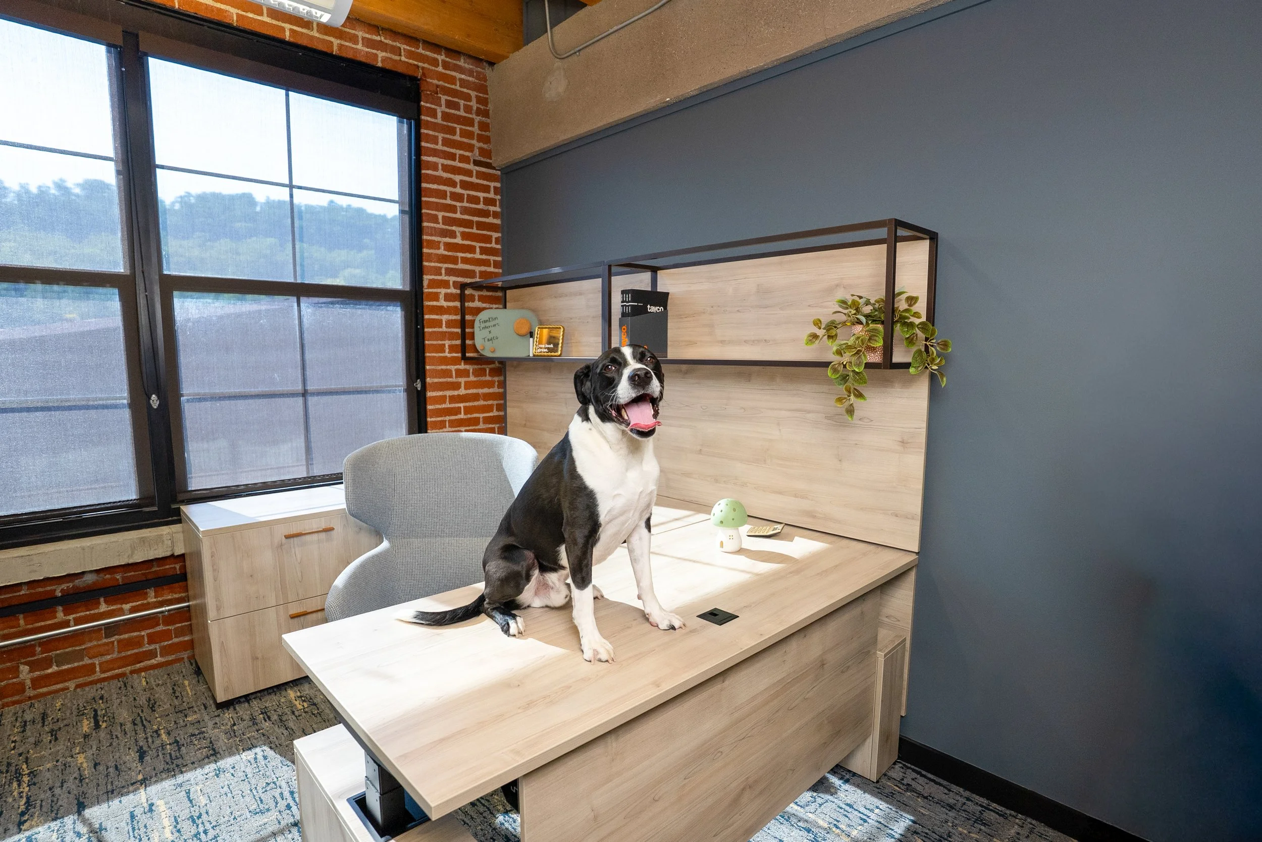 Dog sitting on a Franklin Integrated Interiors office desk during the annual dog calendar photo shoot
