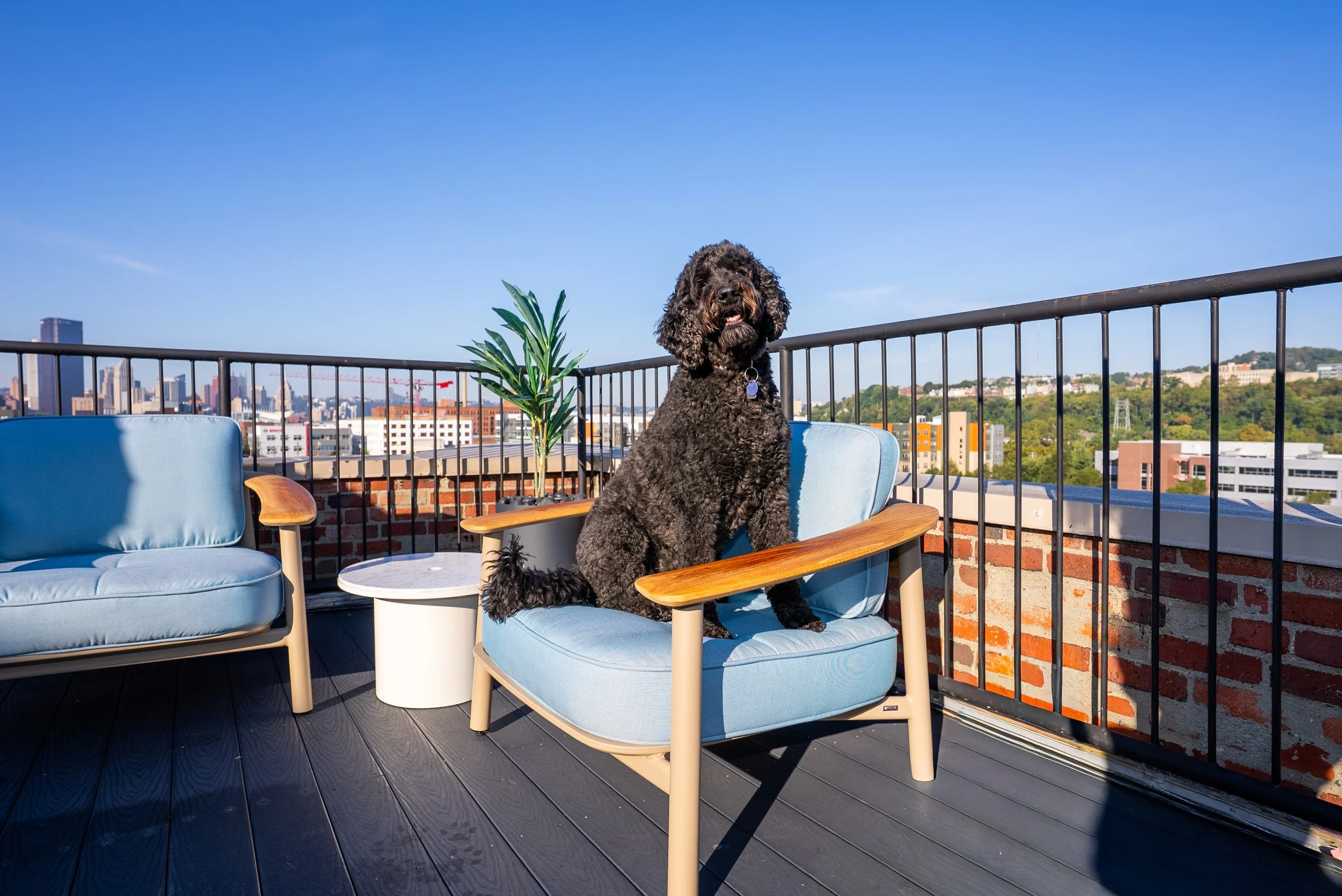 Kristen Ford's dog sitting on Franklin Integrated Interiors furniture on a Pittsburgh rooftop with city skyline