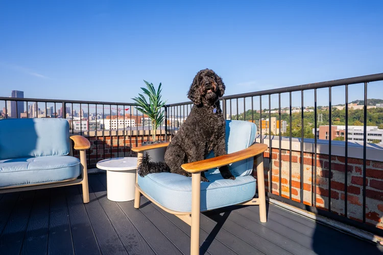 Dog sitting on Franklin Integrated Interiors furniture on a Pittsburgh rooftop