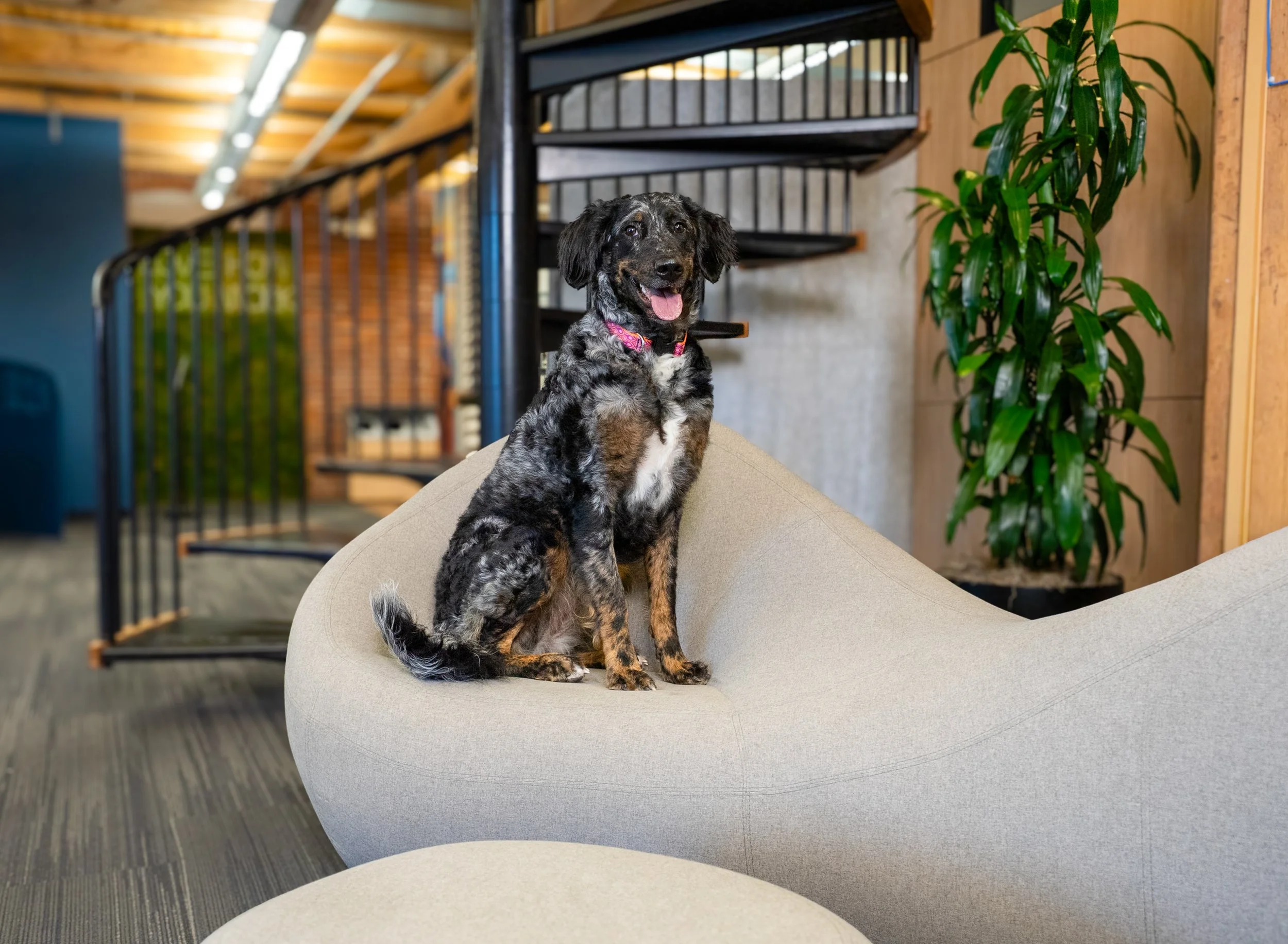Tillie the dog sitting on Franklin Integrated Interiors lounge furniture during the annual dog calendar shoot