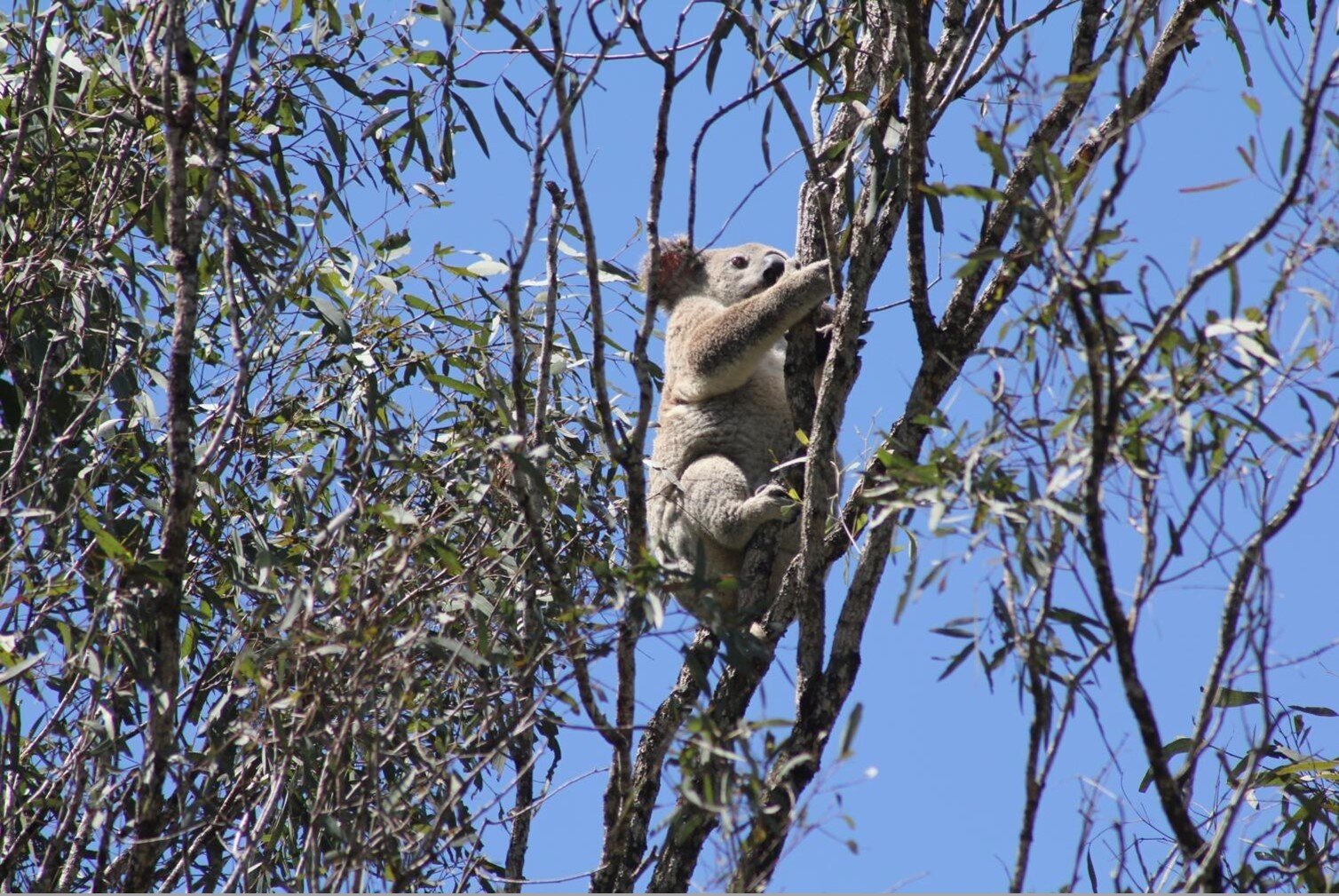 Spicers Peak Lodge koala spotting copy.jpg