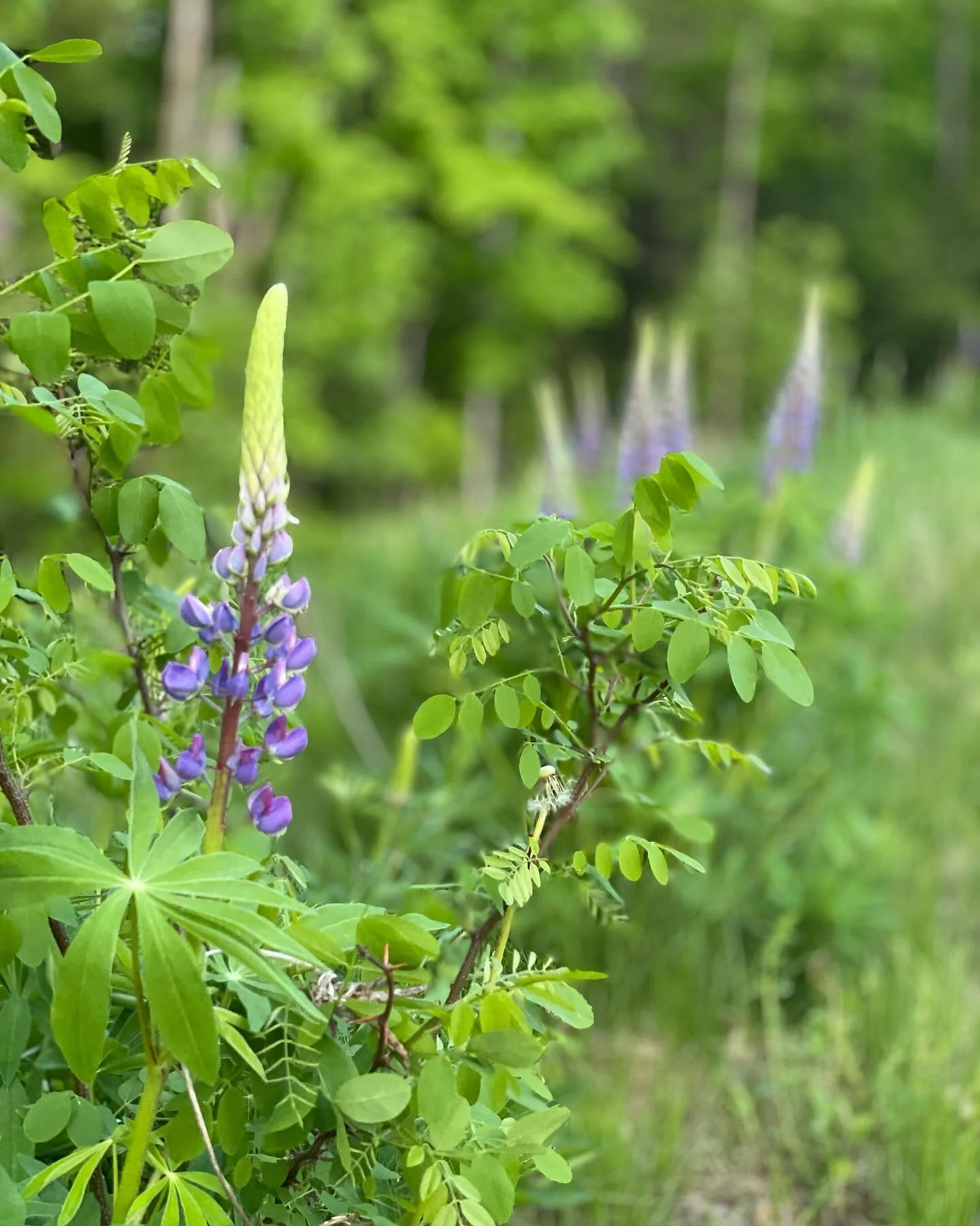 Lupine popping up just in time for summer!
.
I’ve been buying flowers all winter and spring to brighten up the house and mood, and really excited I’ll be able to pick my next bouquets from the yard/forest! (I worked as a florist for a n