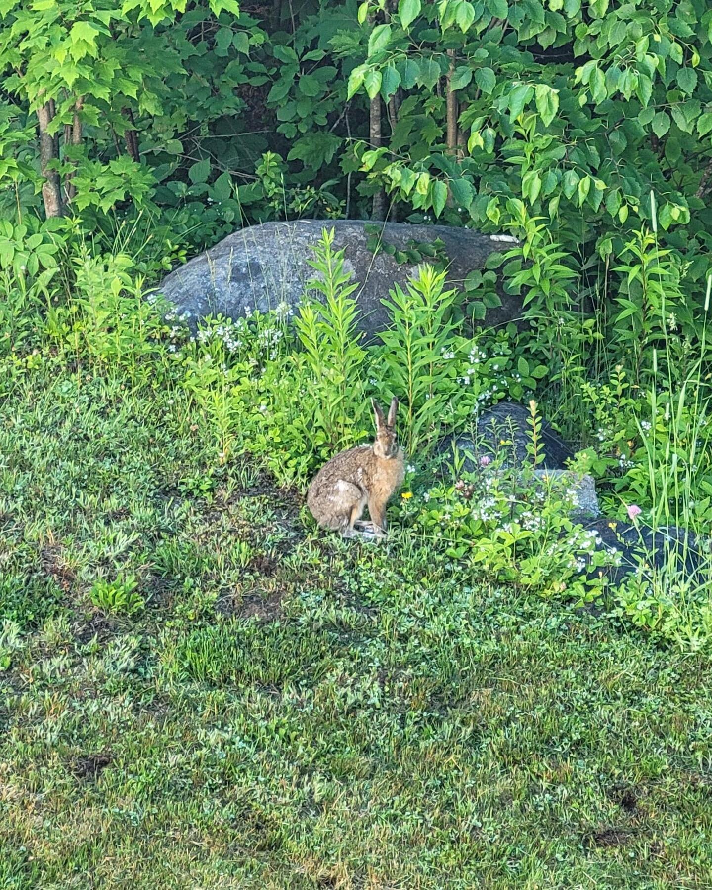 Say hello to Peter, the bunny running in our yard. It&rsquo;s hard not to awwww over Peter, and smile looking at this adorable rabbit eating up all the clover flowers in our yard.
.

The world is a lot these days, and sometimes, it&rsquo;s okay to ju