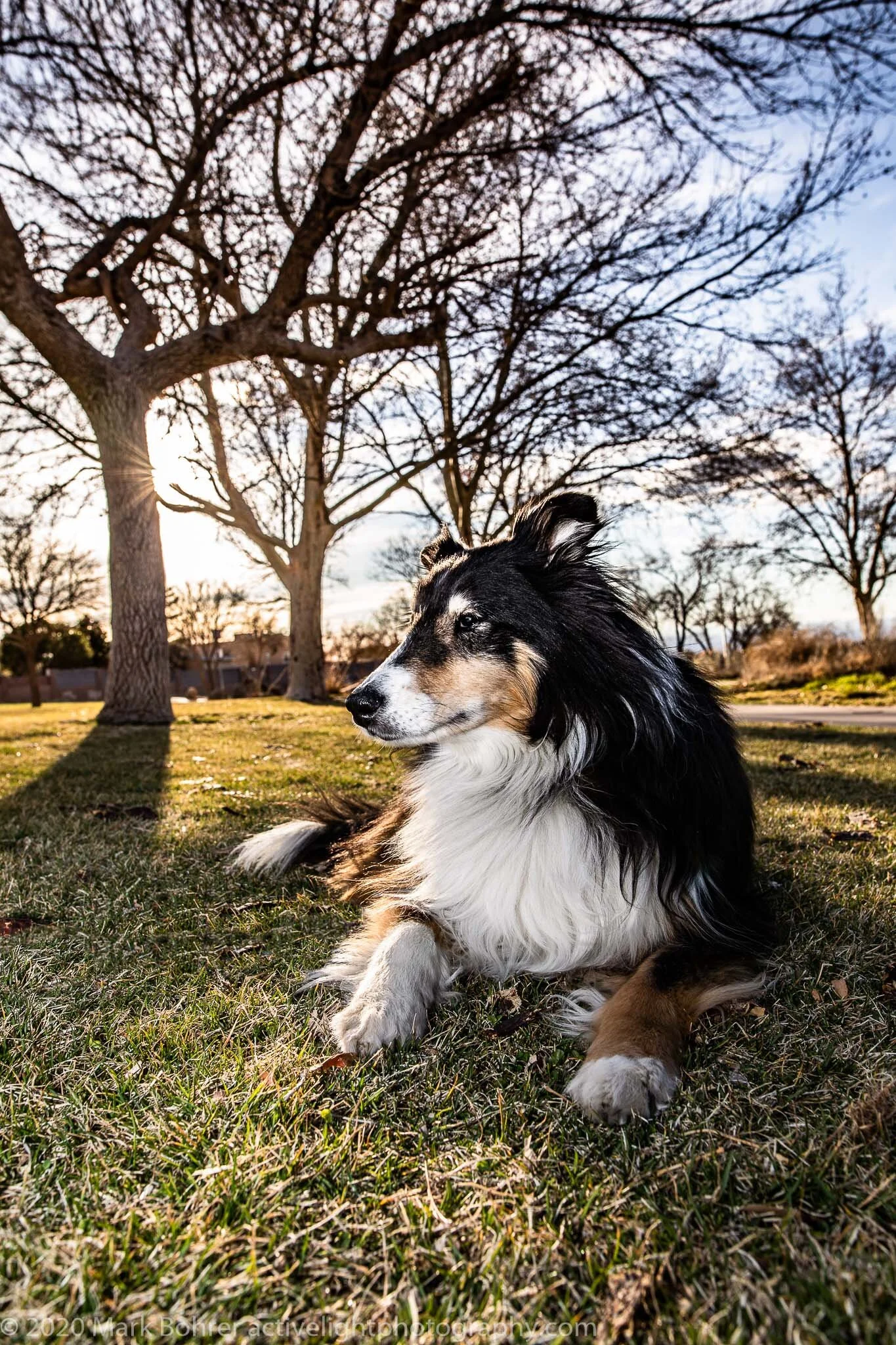 DPET-5DmkIV-BUZZ-1023-Edit.jpg