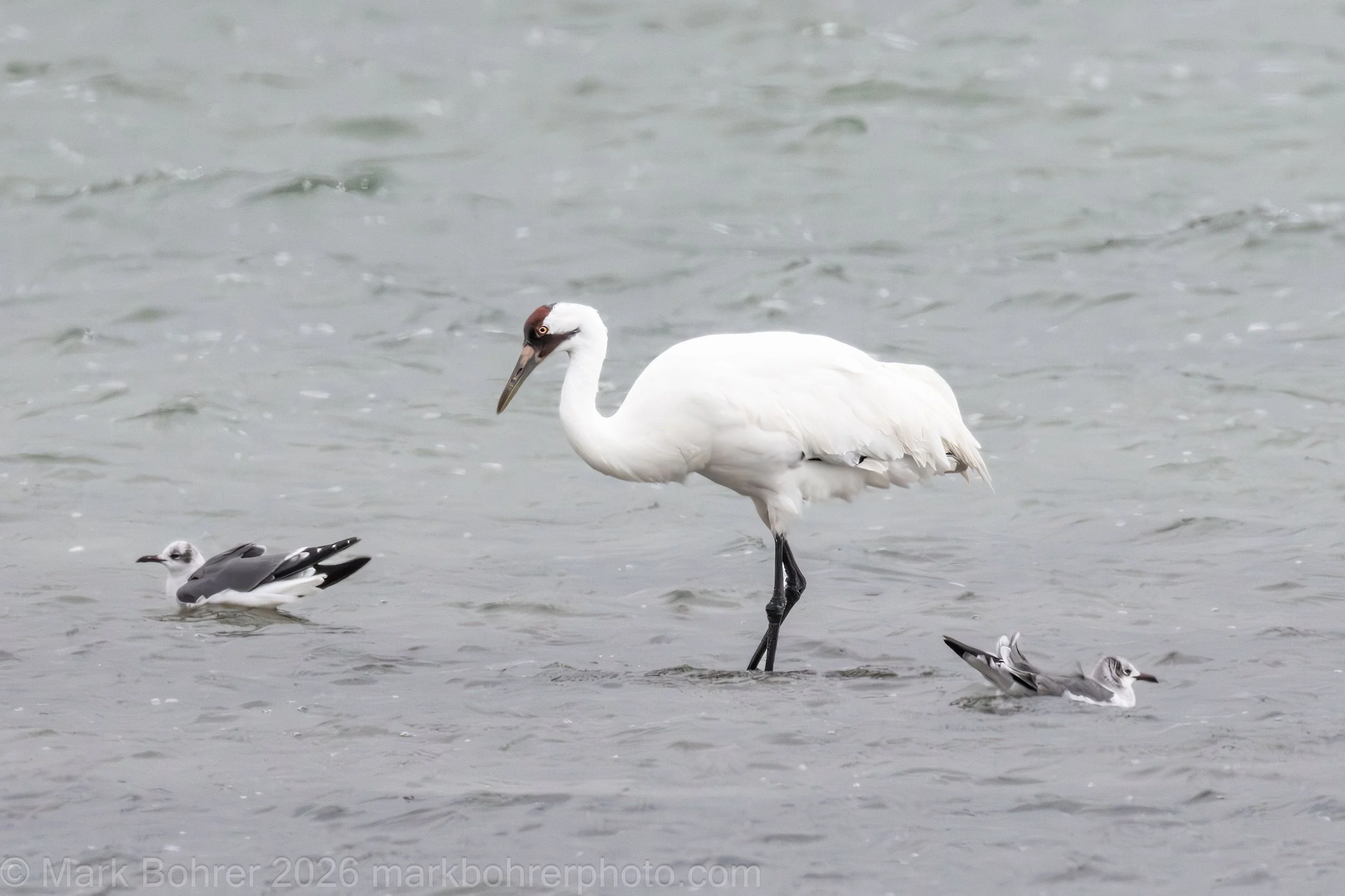Out in the water with friends - whooping crane off Lamar Beach Road, Rockport, Texas