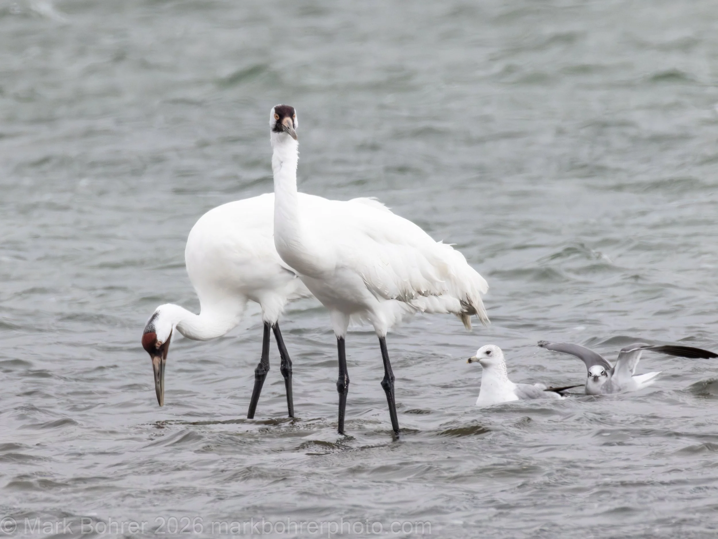 Watching for predators - off Lamar Beach Road, Rockport, Texas