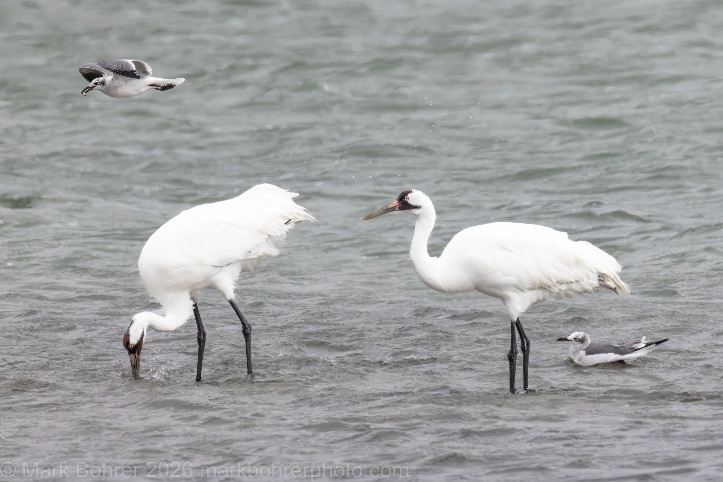 Whooping cranes hjnting off Lamar Beach Road, Rockport, Texas