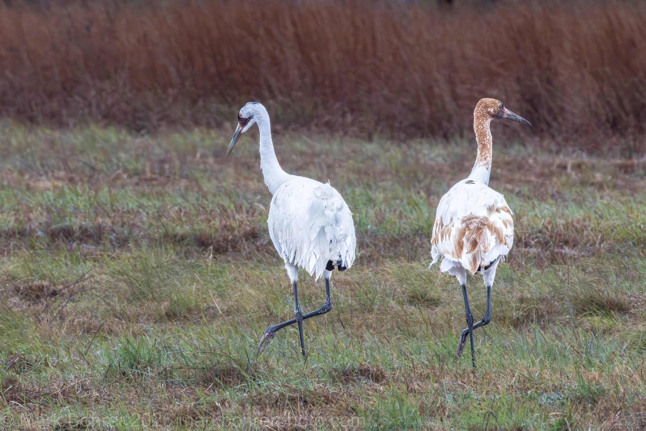 Adult and juvenile whooping cranes, Lamar Beach Road, Rockport, Texas