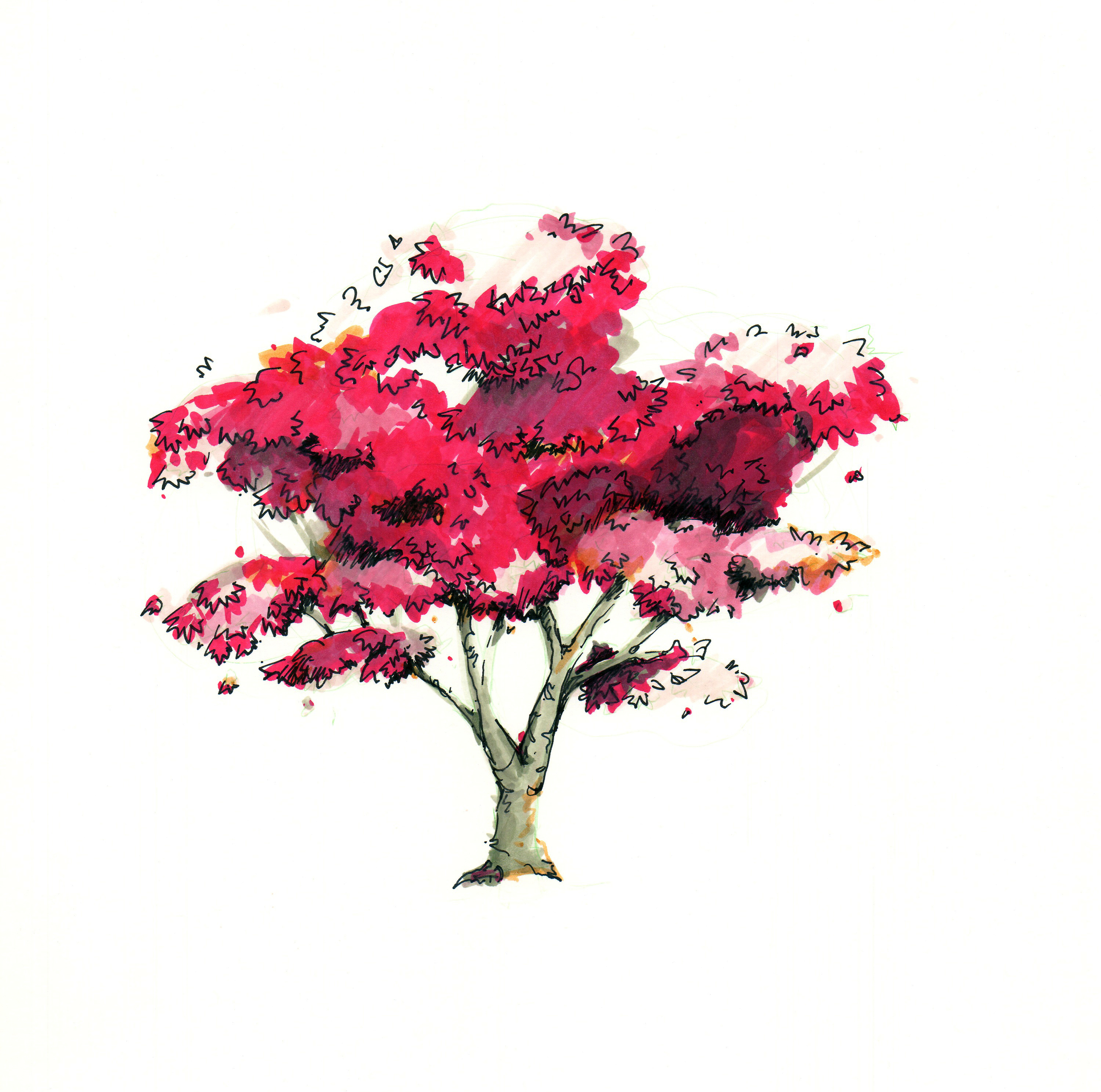 Acer palmatum