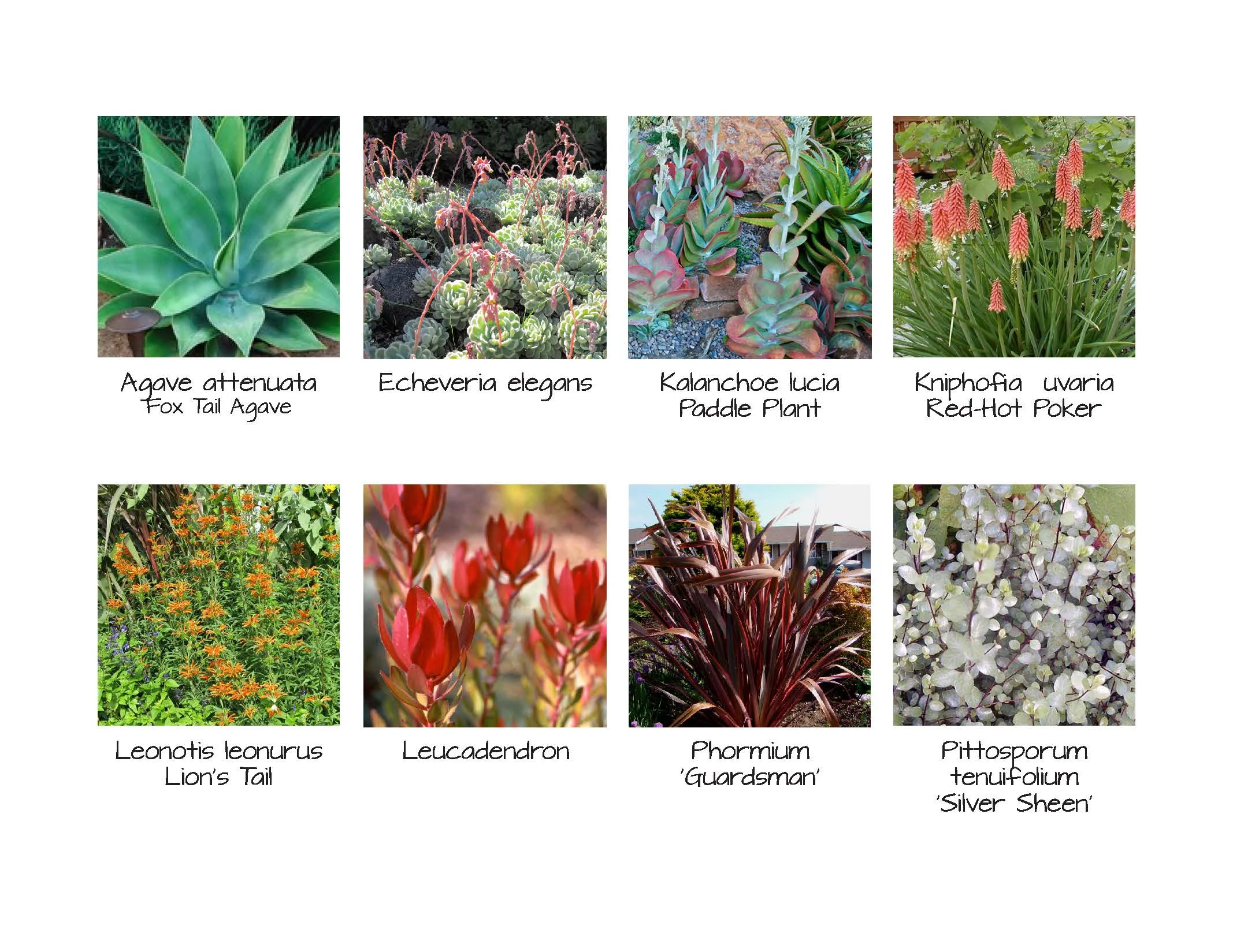 12.15.2014-plantlist.jpg