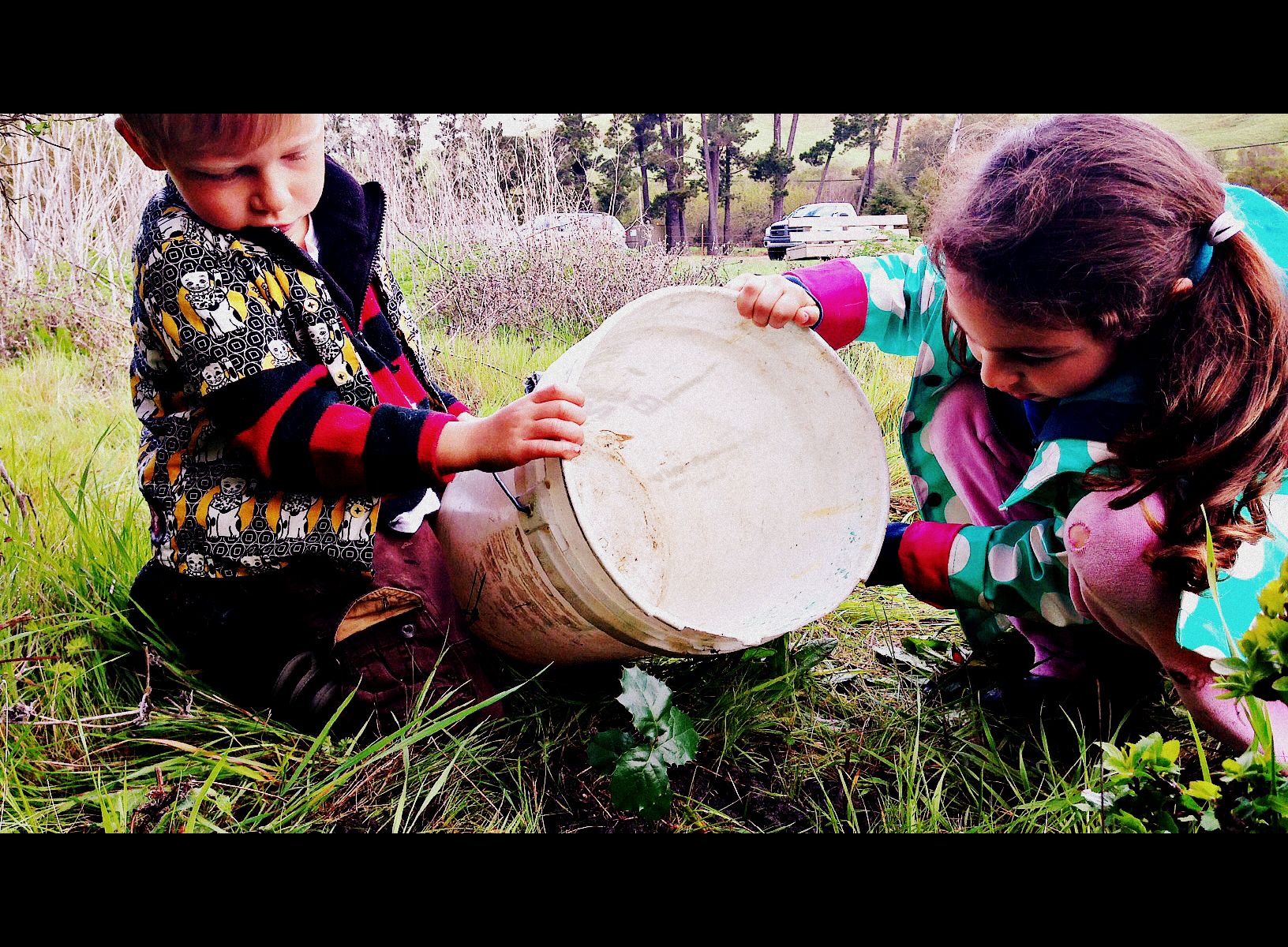 Planting an Oak