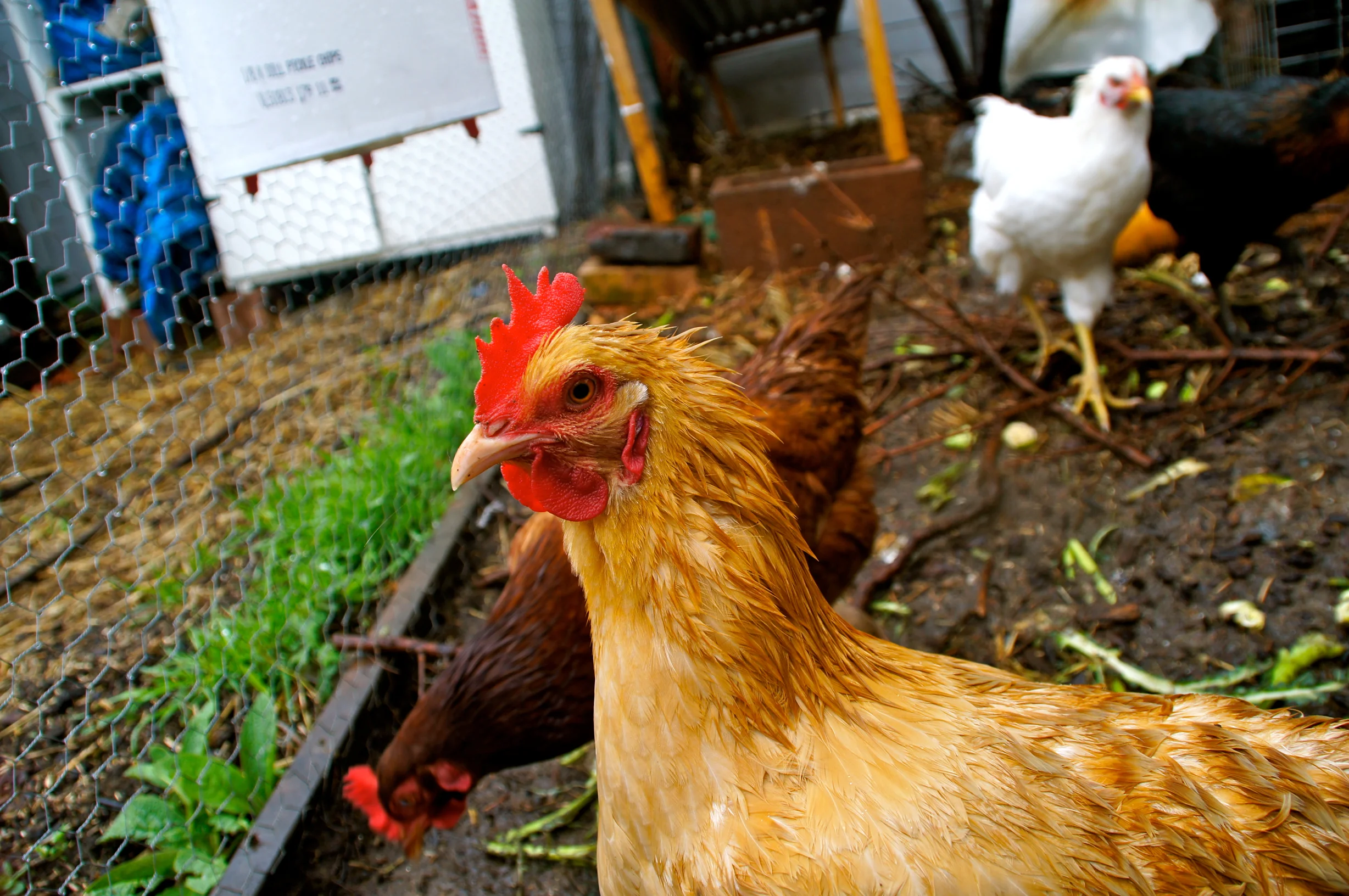 Mad Wet Hen