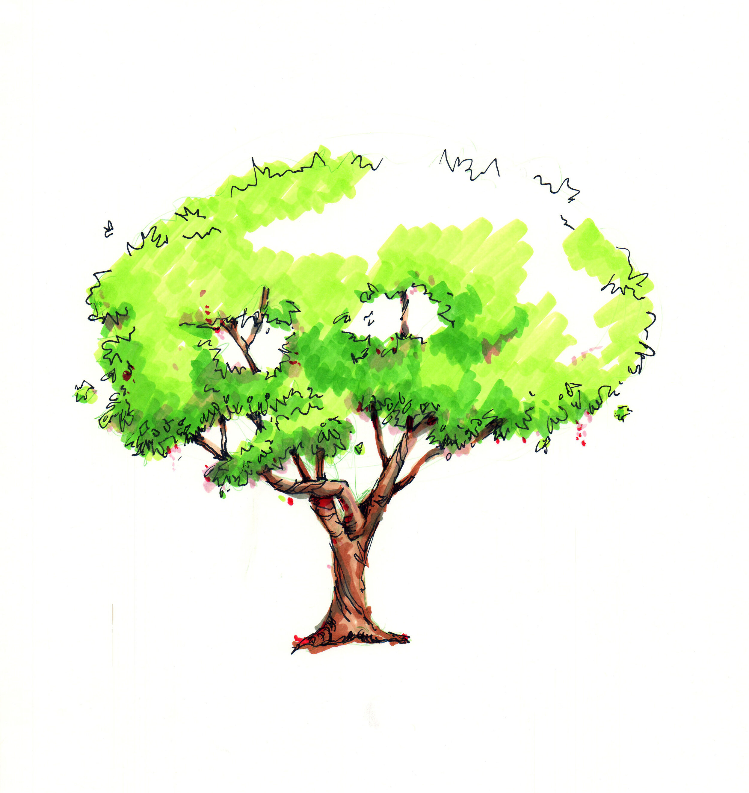 LH2-treesplay-arbutus.jpg