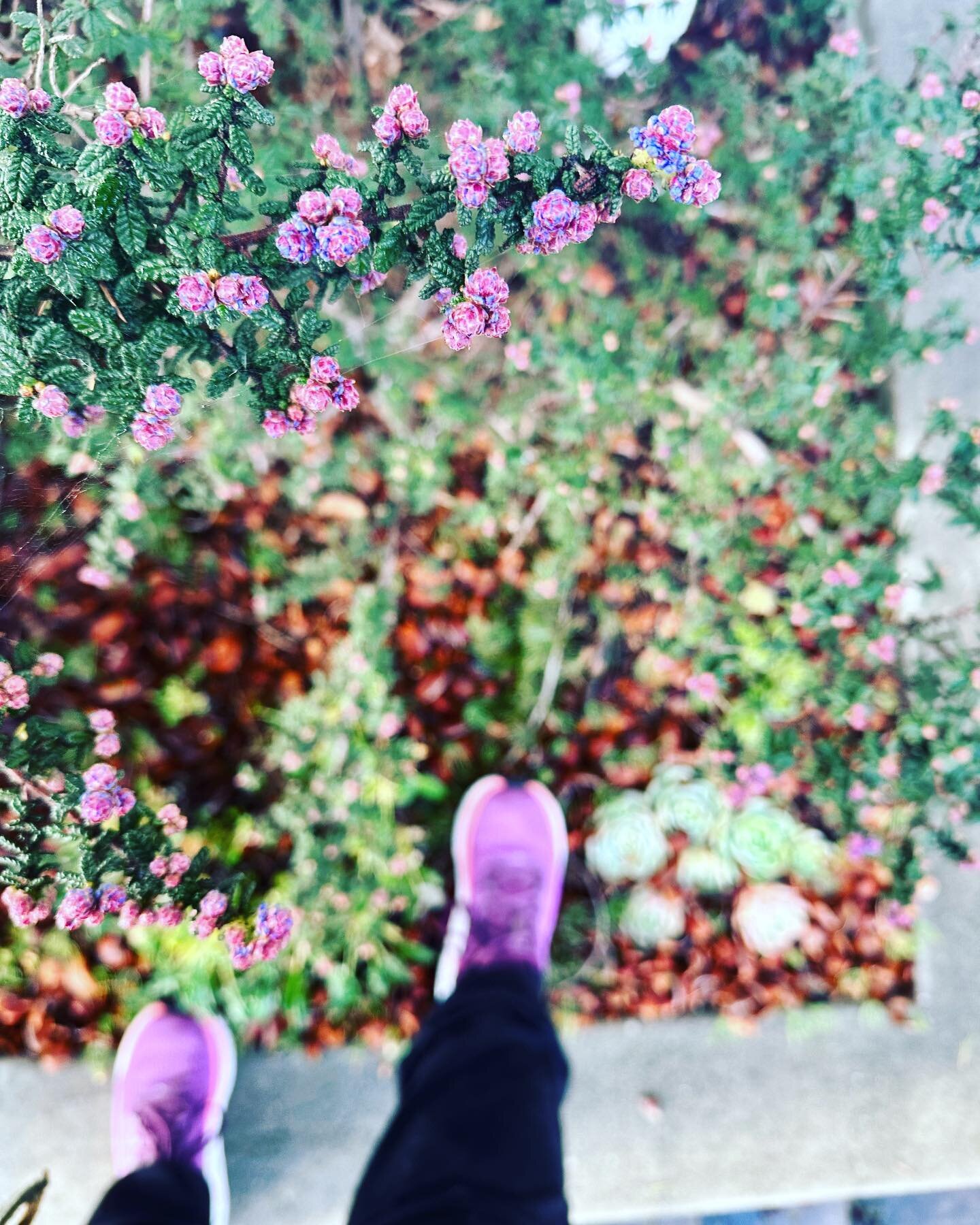 Ceanothus dark star buds matching my shoes today. #landscapedesign #oakland #ceanothus