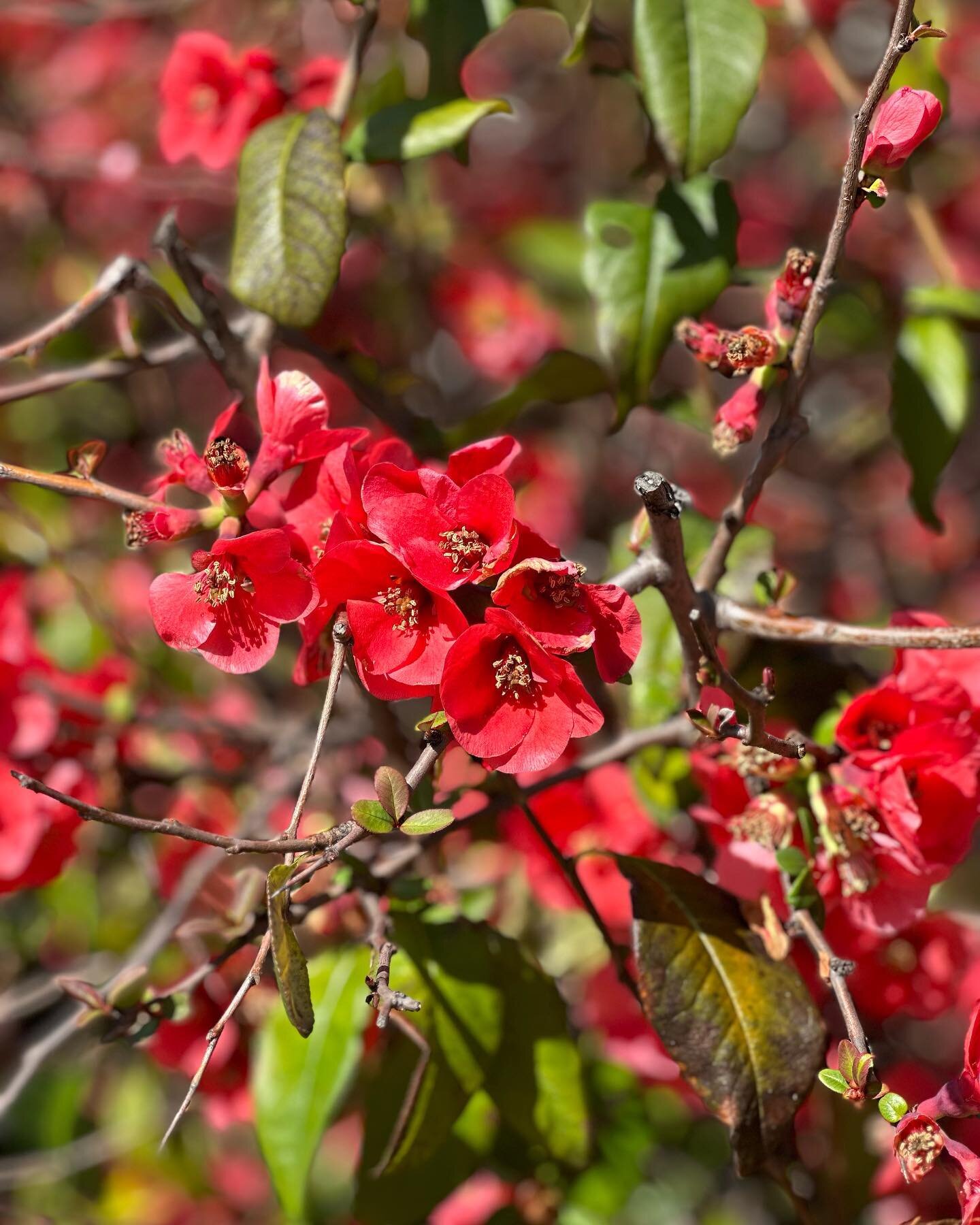 I love seeing flowering quince (Chaenomeles speciosa) flower on the bare branches mid-winter here in  #oakland they come in pale pinks, oranges and reds. So pretty! #landscapedesign #iamapld @bayareaapld