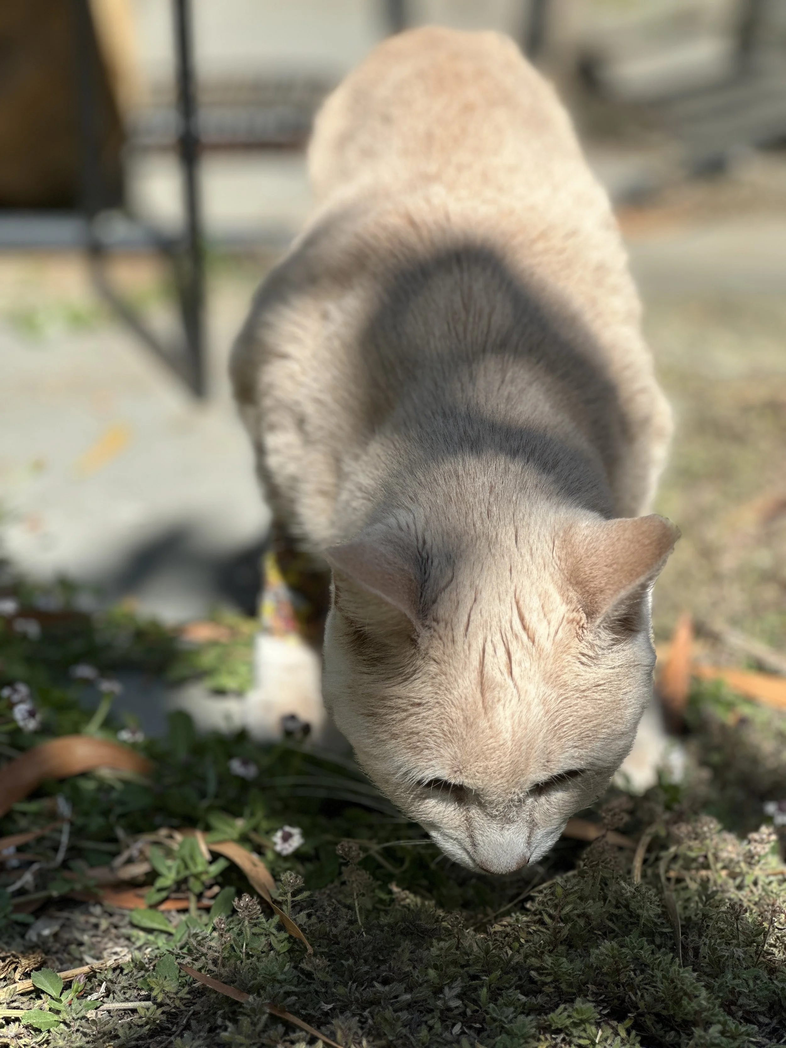 IMG_1413.JPEG