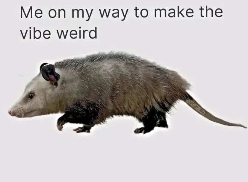 meme with a picture of a north american possum that says 'me son my way to make the vibe weird'