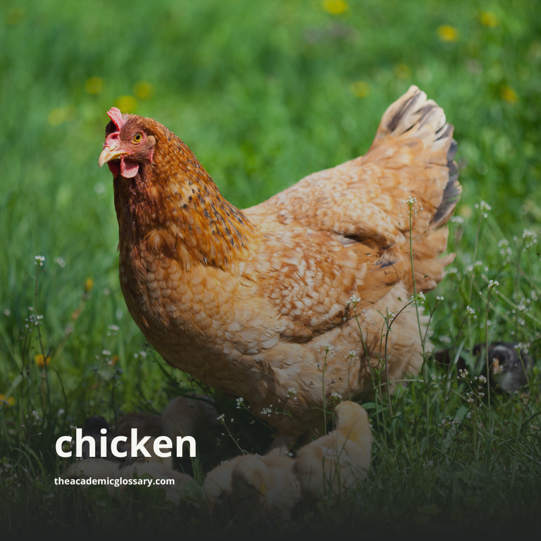 chicken